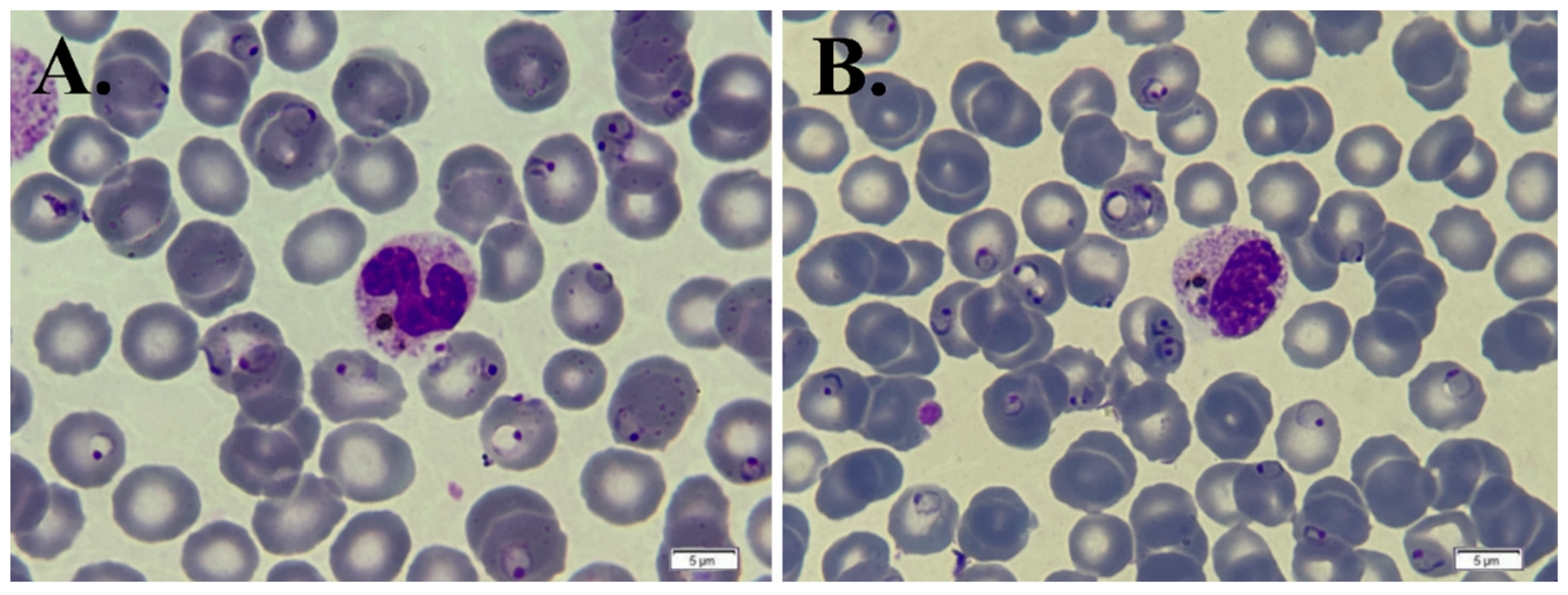 Life 14 01454 g003 Life 14 01454 g003