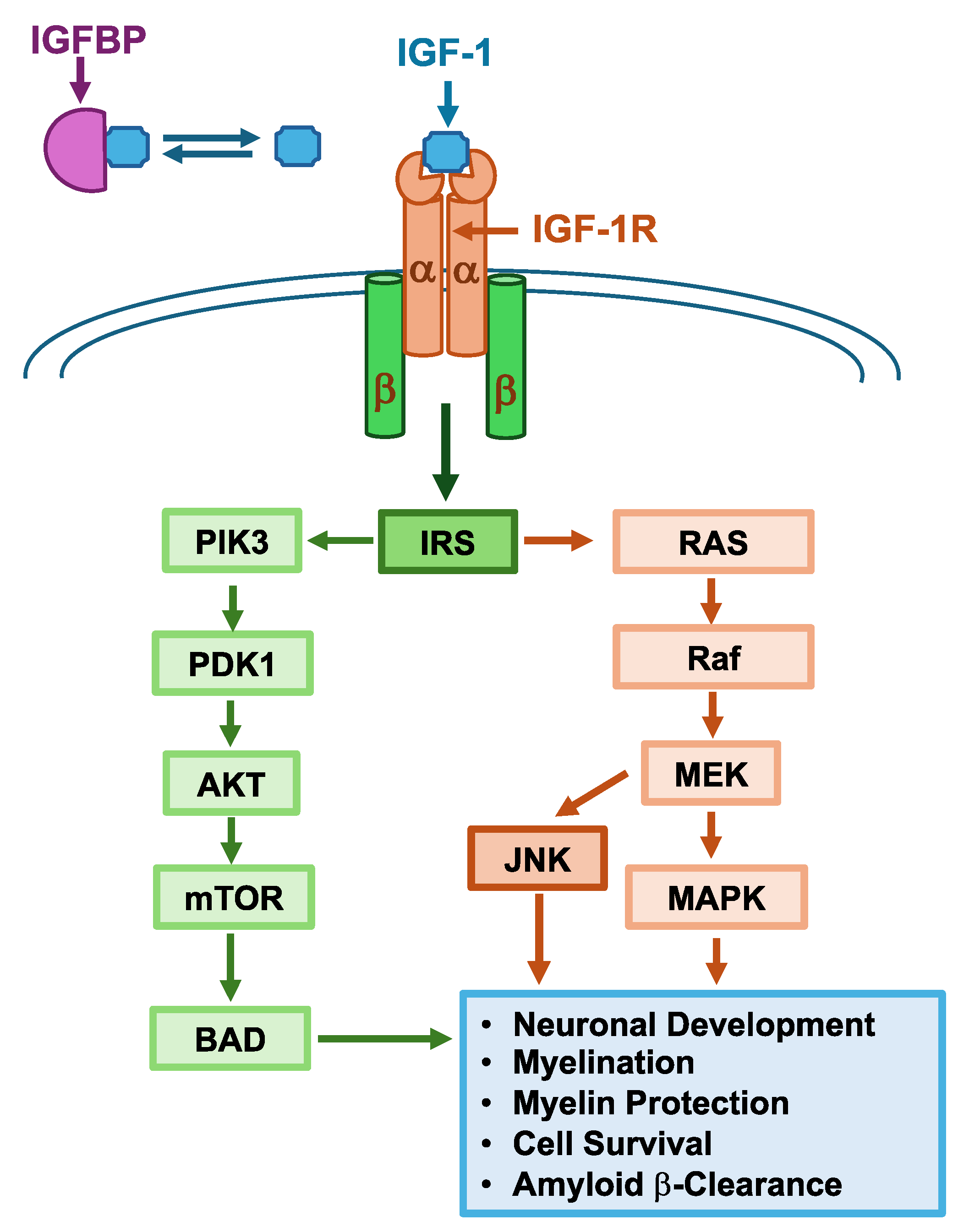 Delivery of Neuroregenerative Proteins to the Brain for