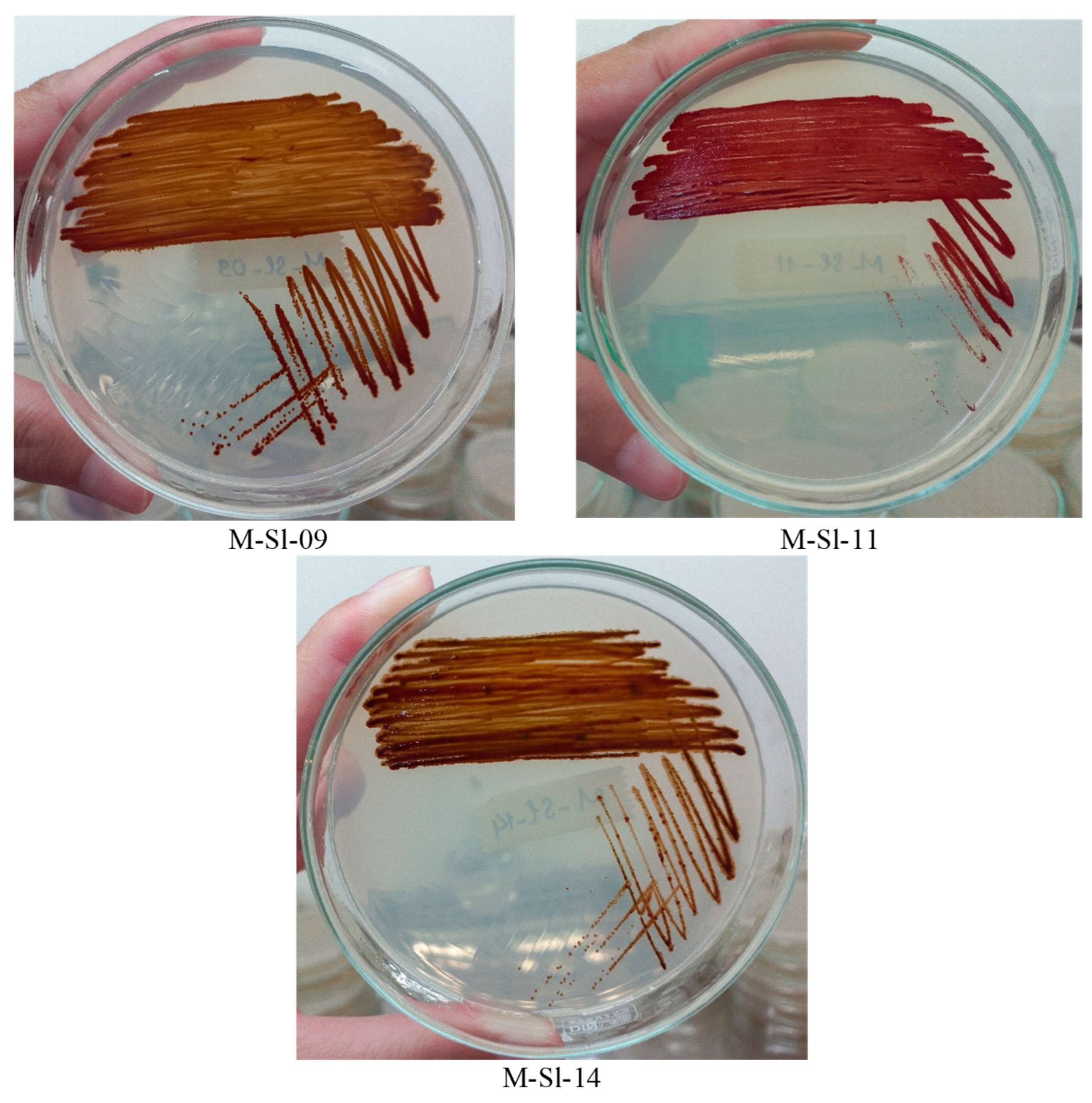 Characterization of Novel Species of Potassium-Dissolving