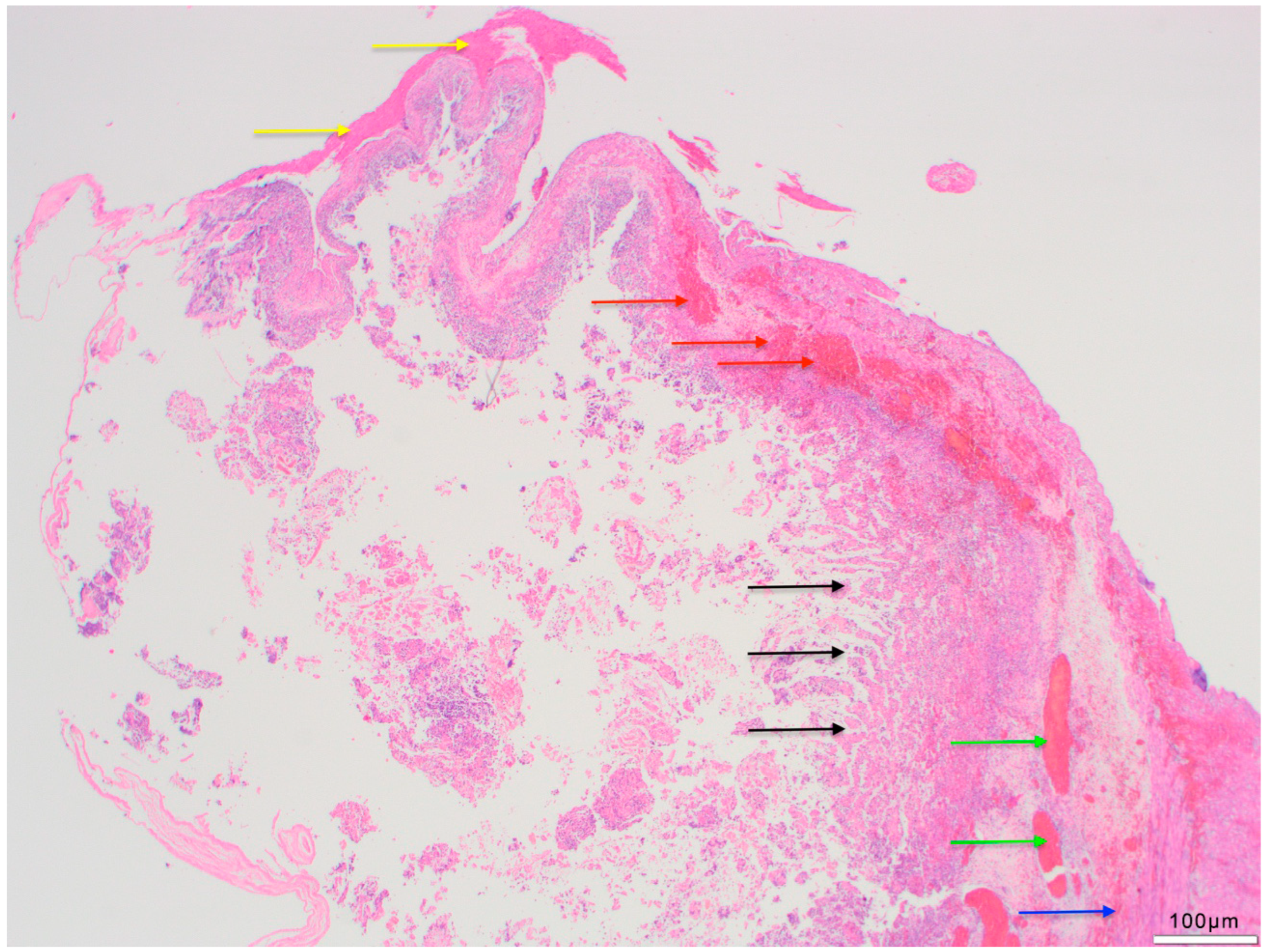 Life 14 01510 g003 Life 14 01510 g003