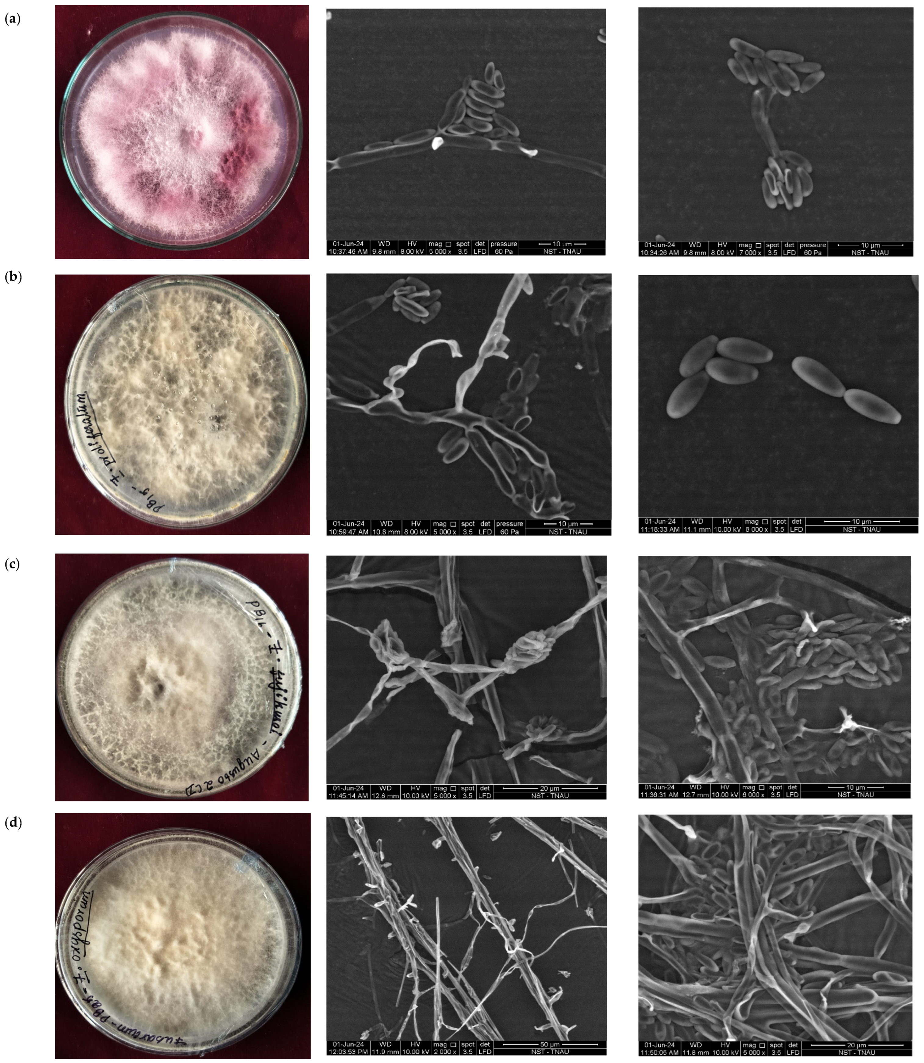 Life 14 01533 g002 Life 14 01533 g002