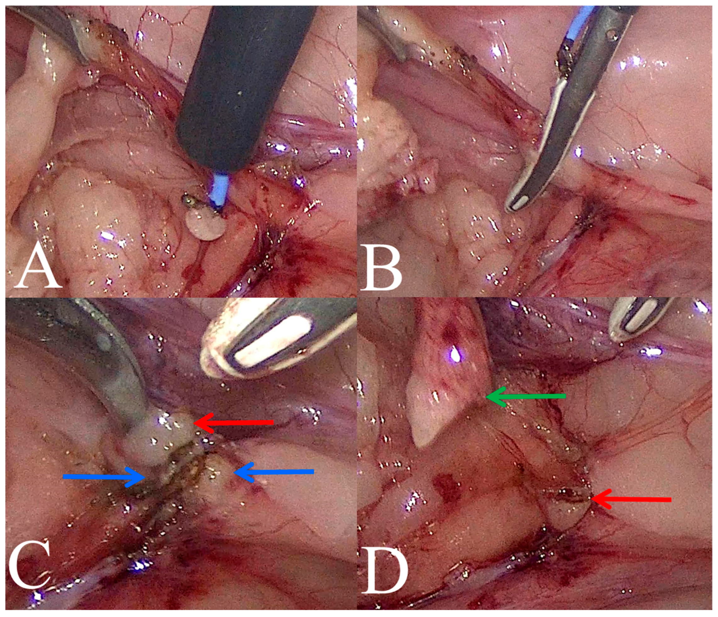 Life 14 01681 g001 Life 14 01681 g001