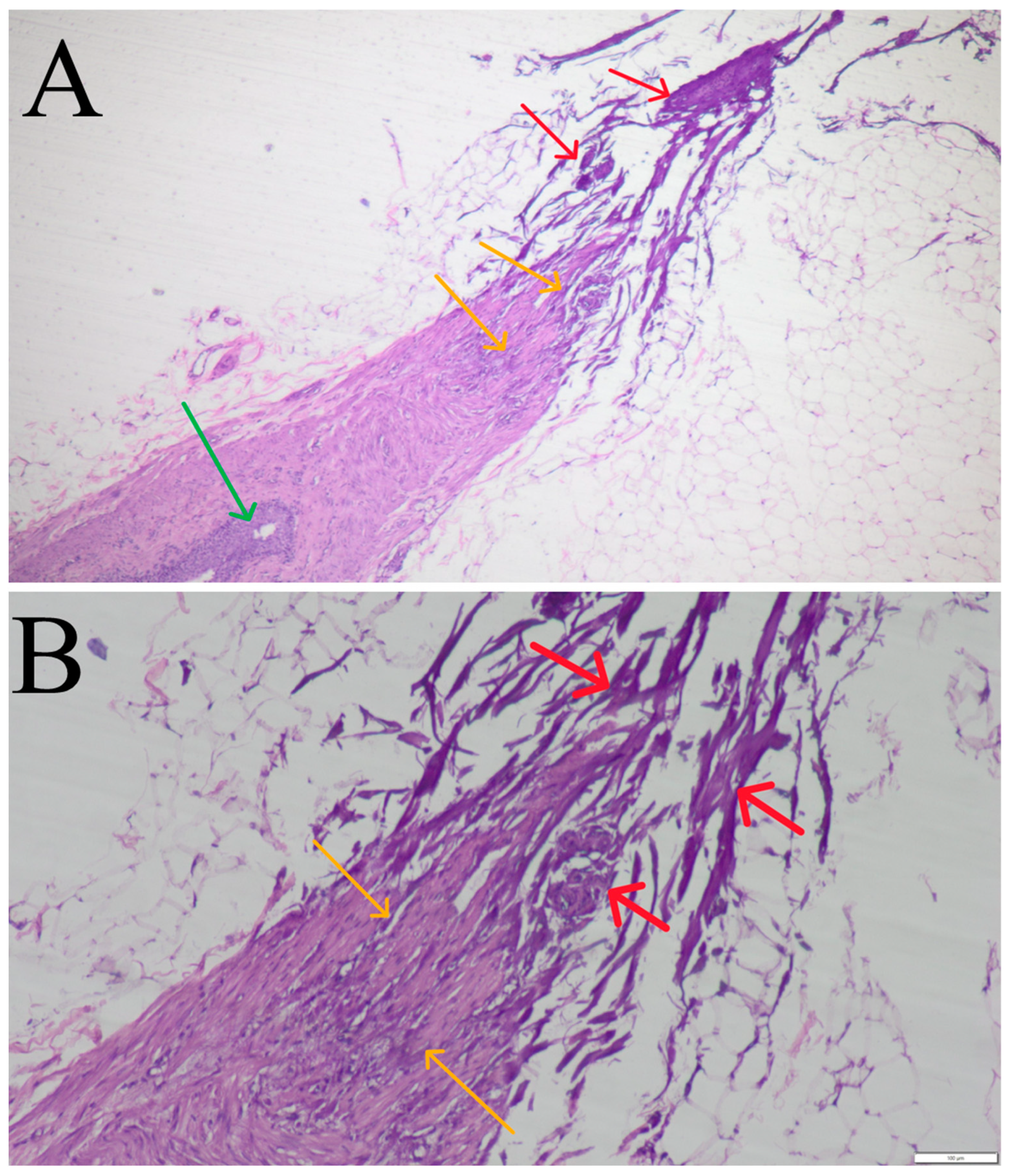 Life 14 01681 g002 Life 14 01681 g002