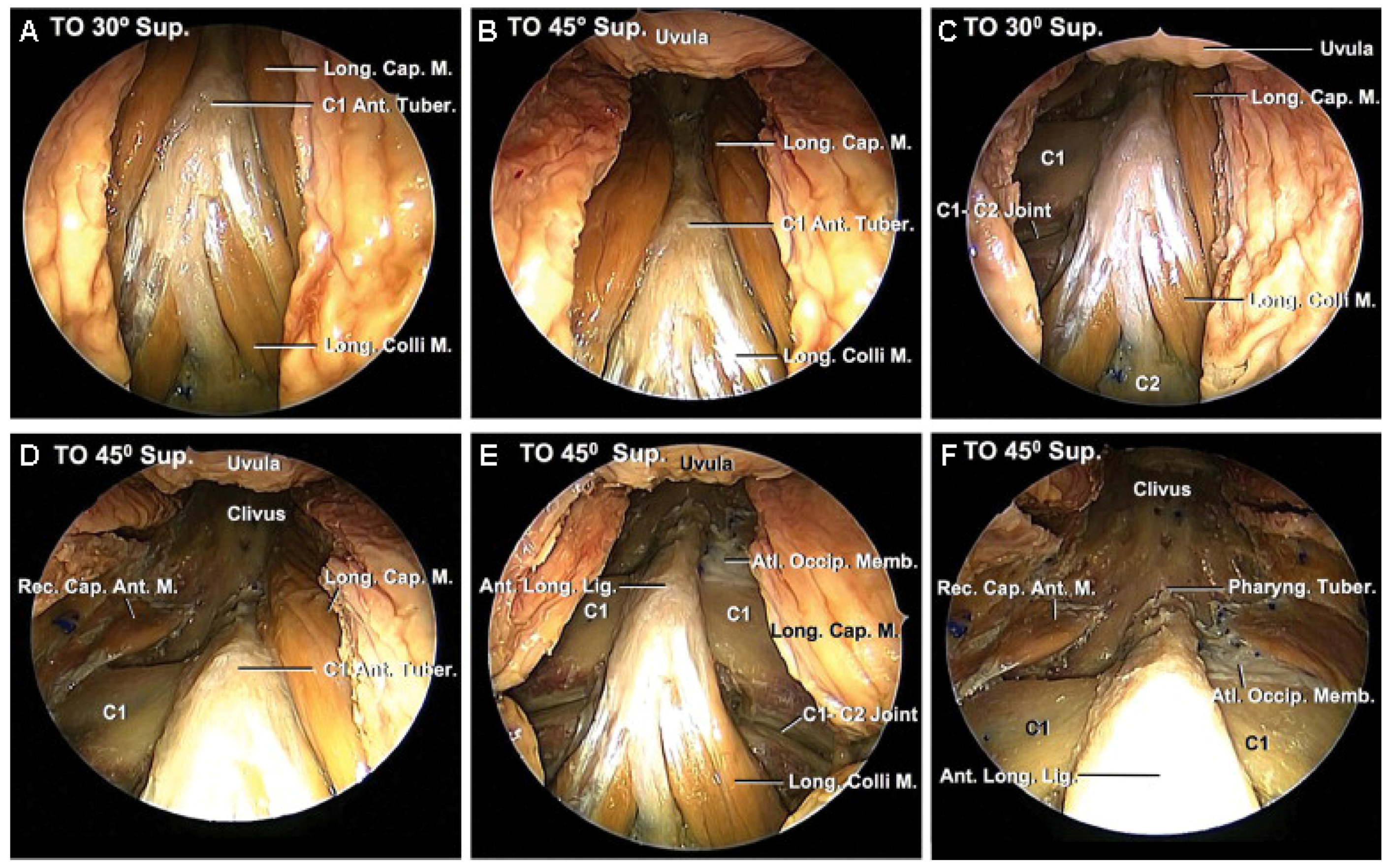 Life 15 00008 g001 Life 15 00008 g001