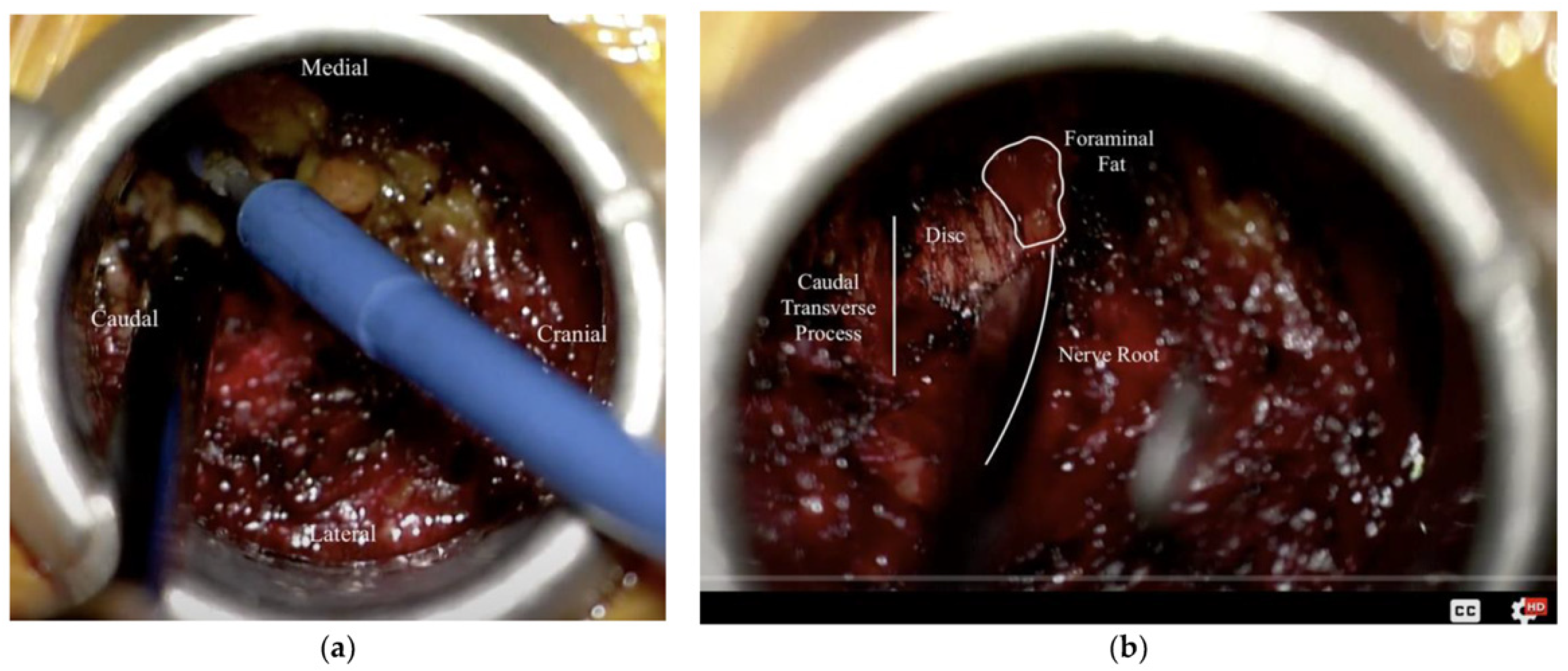 Life 15 00008 g005 Life 15 00008 g005