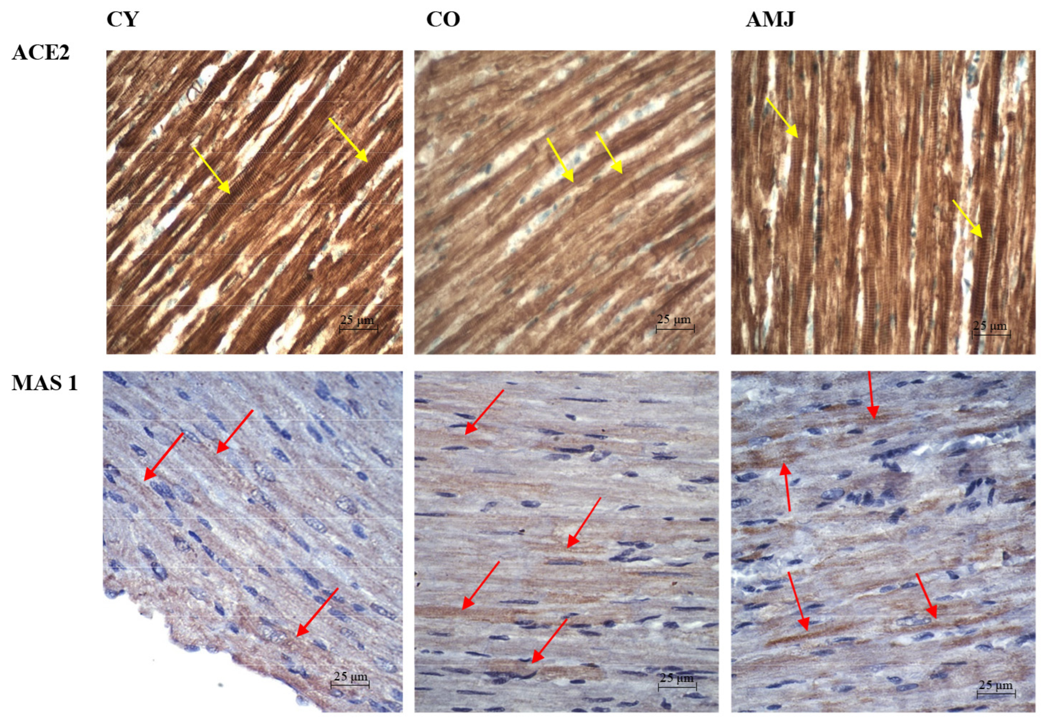 Life 15 00023 g004 Life 15 00023 g004