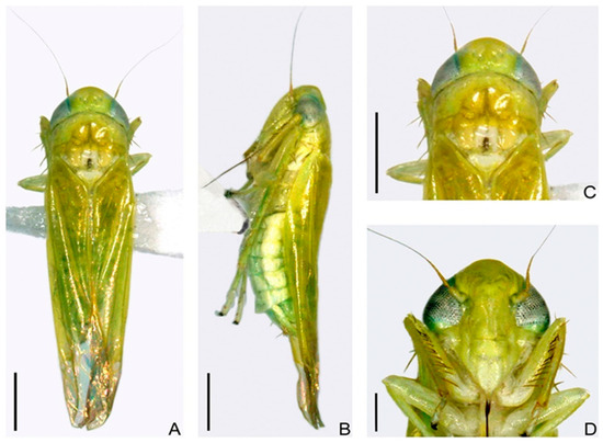 Redefining the Tea Green Leafhopper: Empoasca onukii Matsuda
