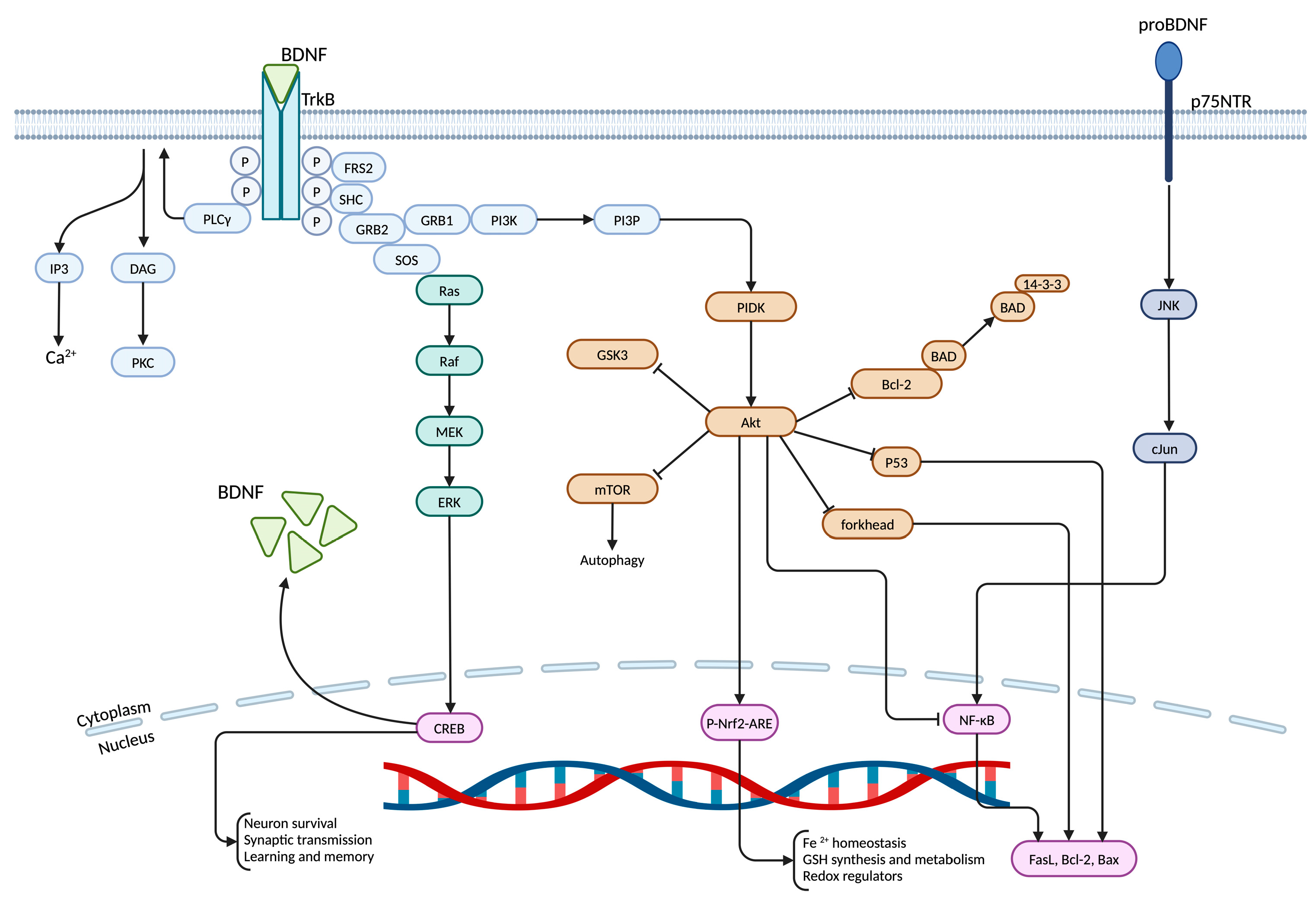 Life 15 00263 g001 Life 15 00263 g001