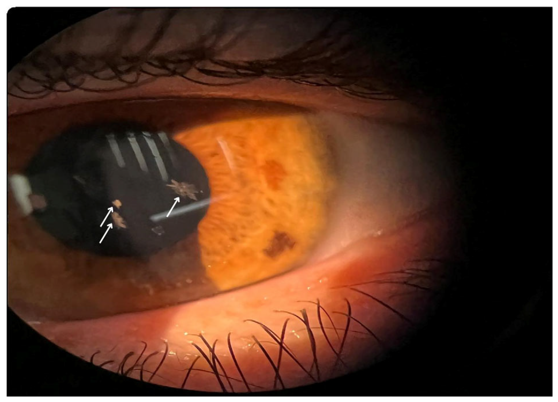 Life 15 00409 g001 Life 15 00409 g001