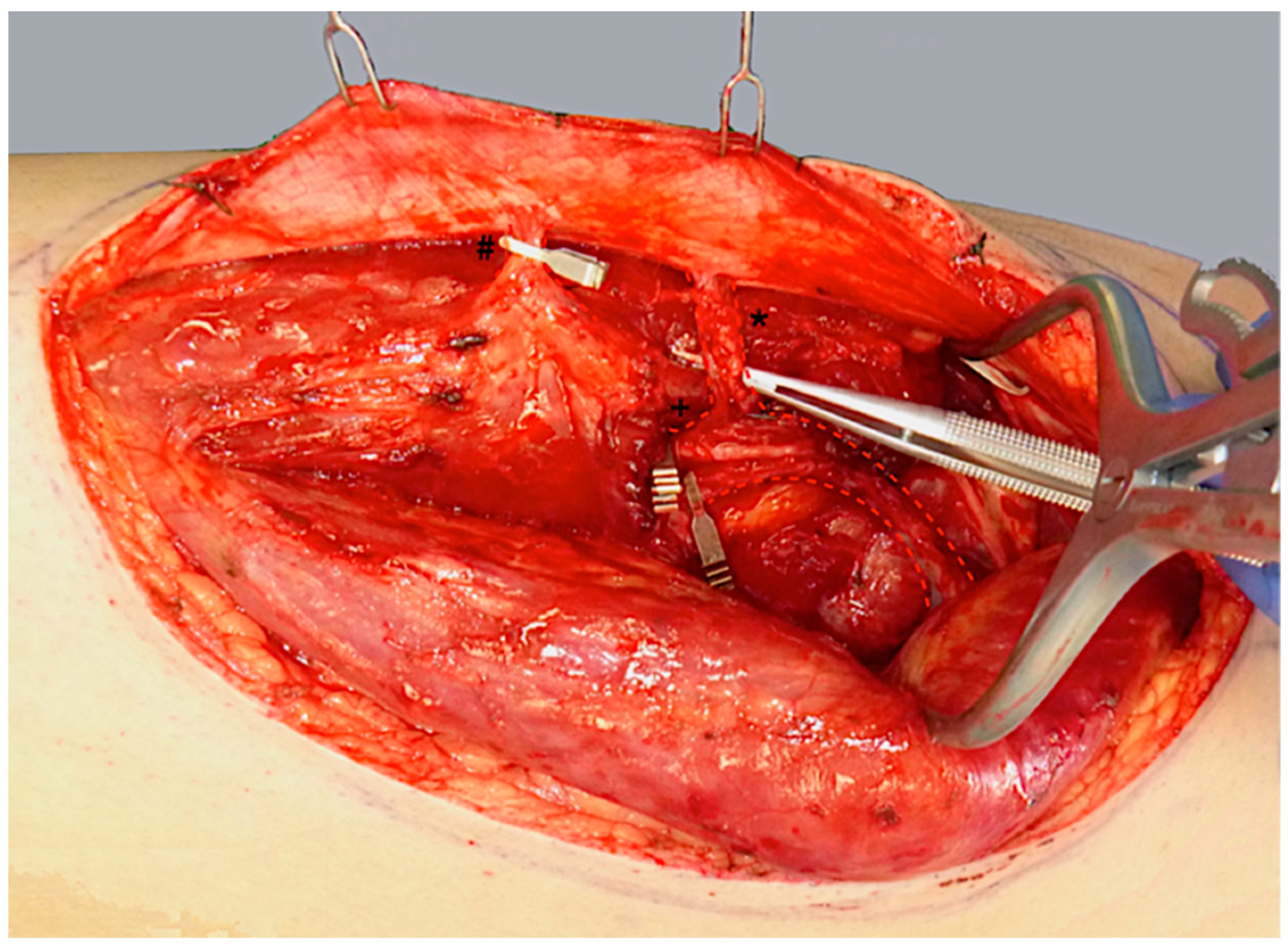 Life 15 00620 g004 Life 15 00620 g004