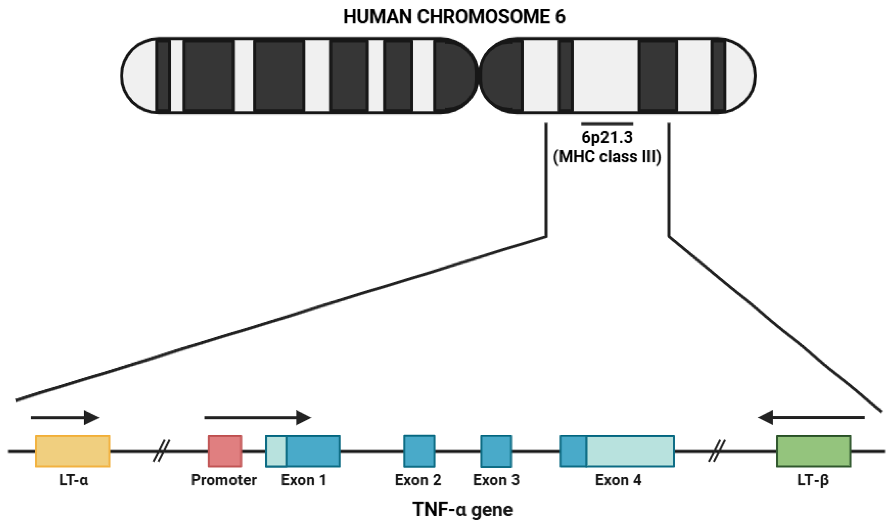 Life 15 00785 g001 Life 15 00785 g001