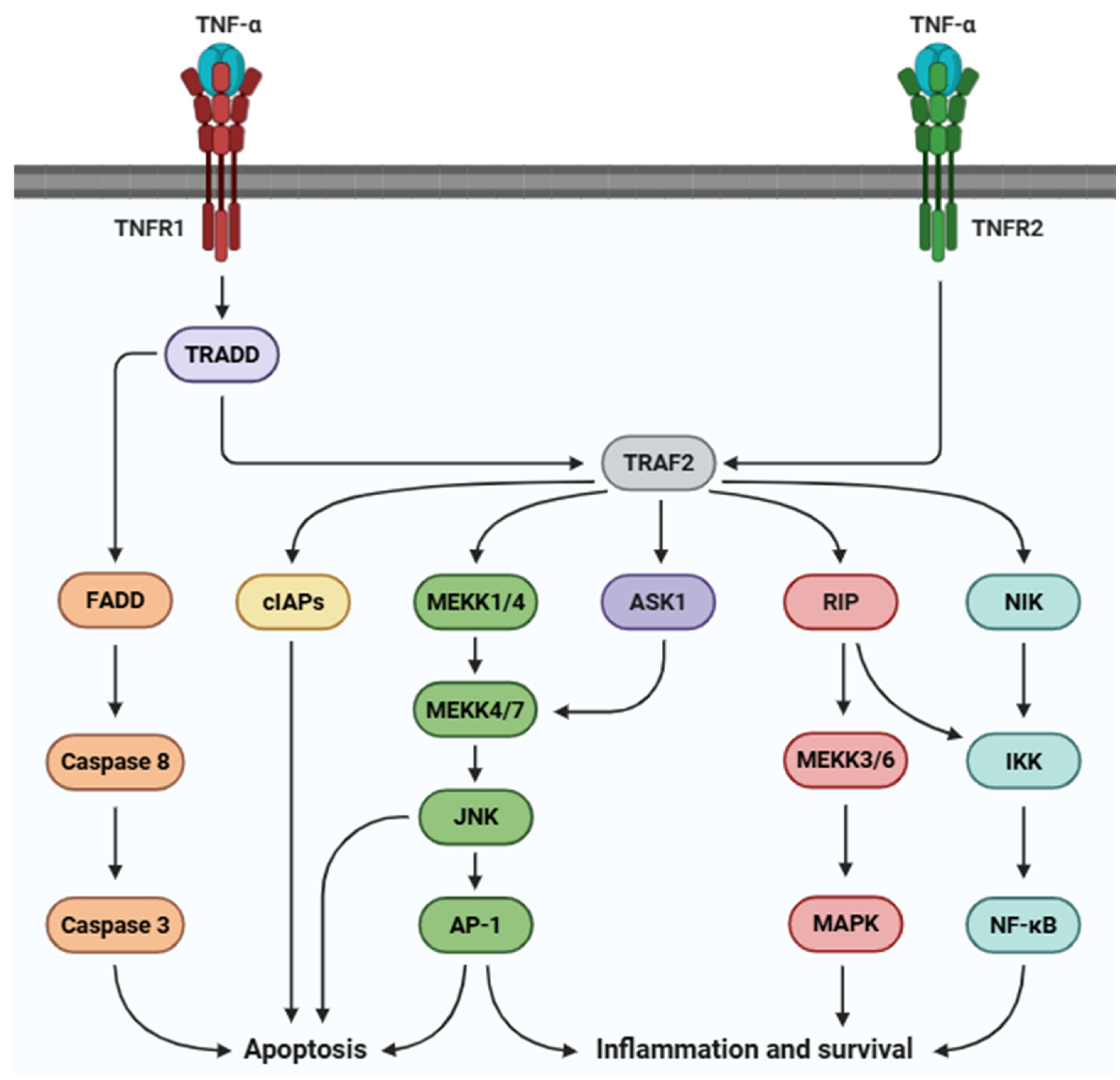 Life 15 00785 g003 Life 15 00785 g003