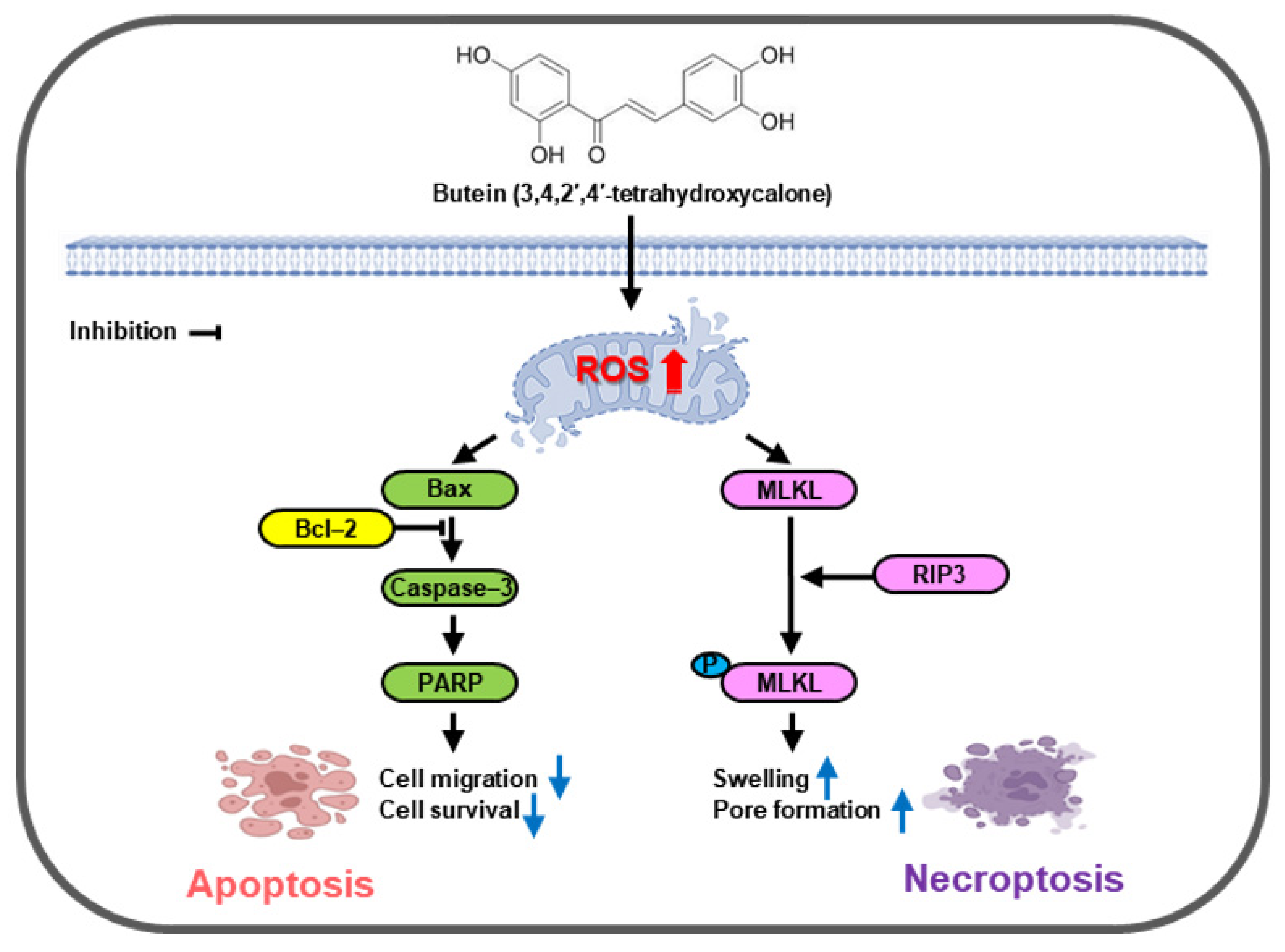 Life 15 00836 g006 Life 15 00836 g006