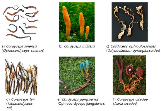 cordyceps benefits () cordyceps benefits