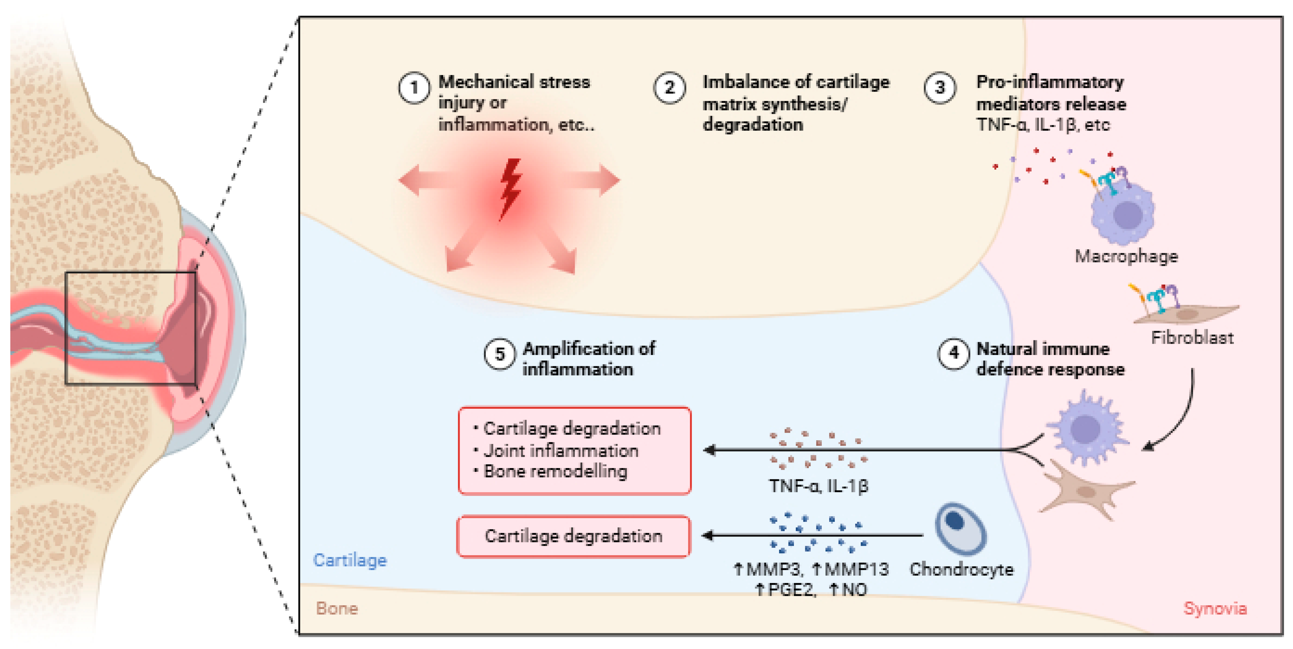 Life 15 01238 g001 Life 15 01238 g001