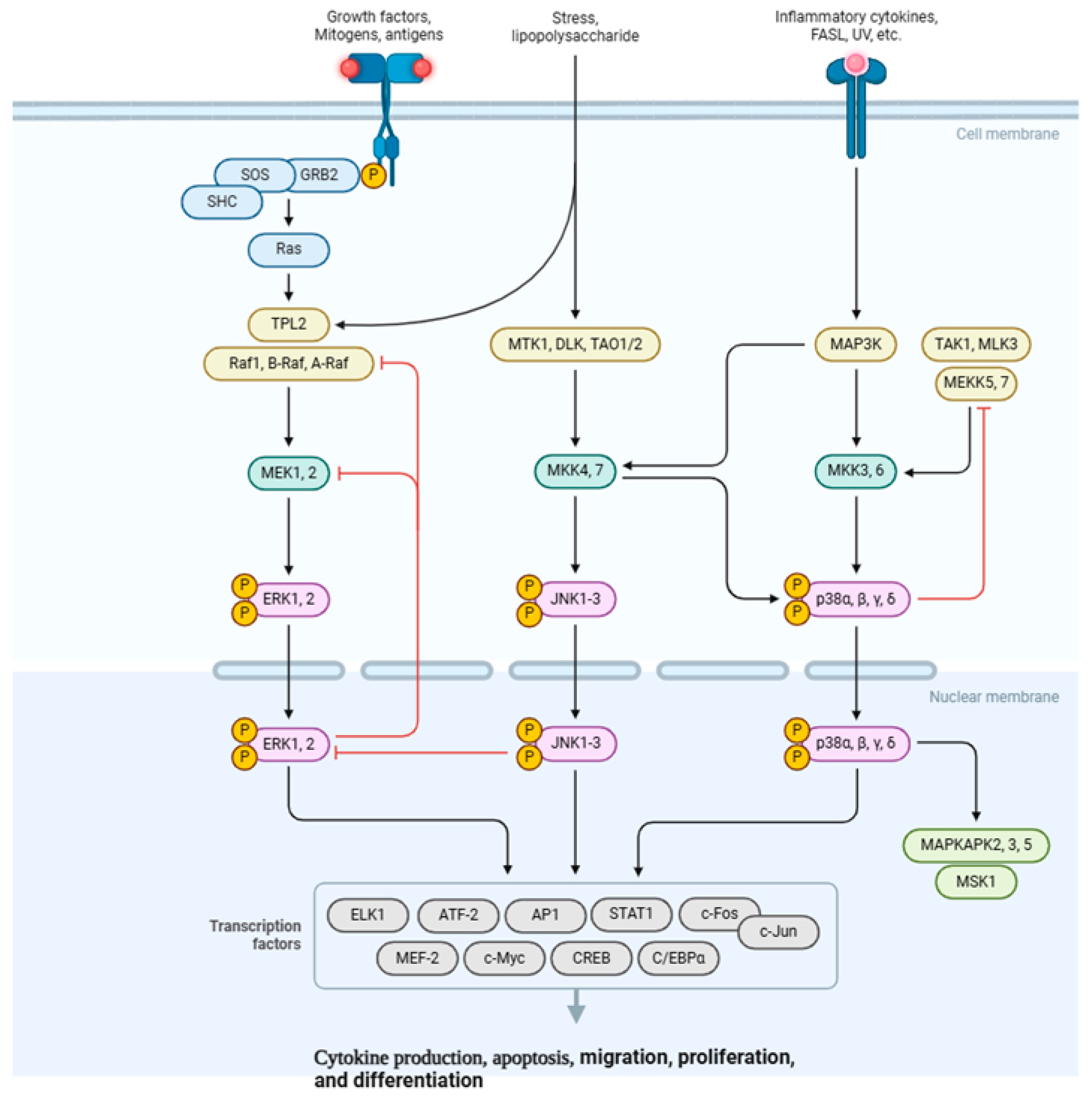 Life 15 01238 g003 Life 15 01238 g003