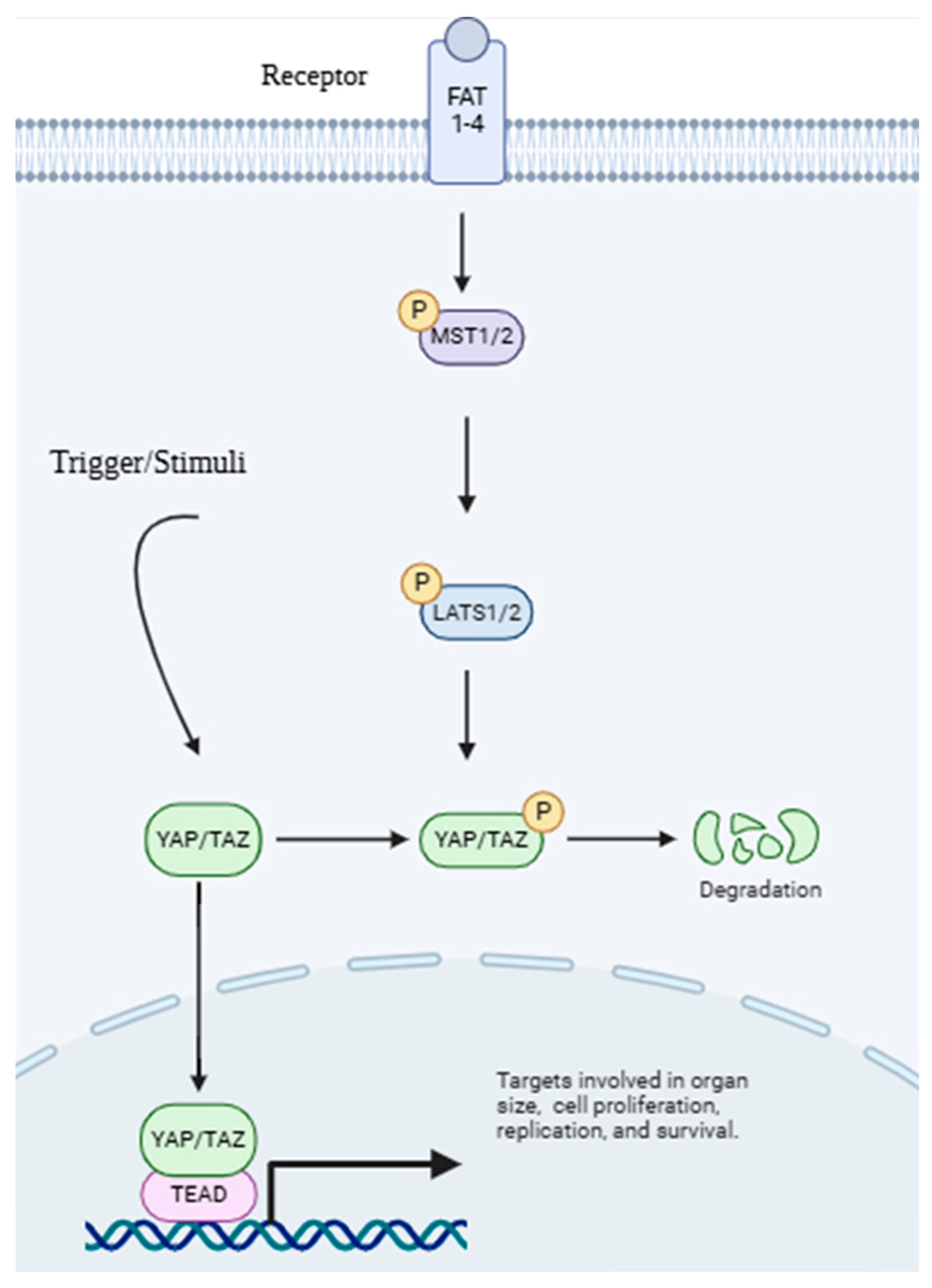 Life 15 01238 g008 Life 15 01238 g008