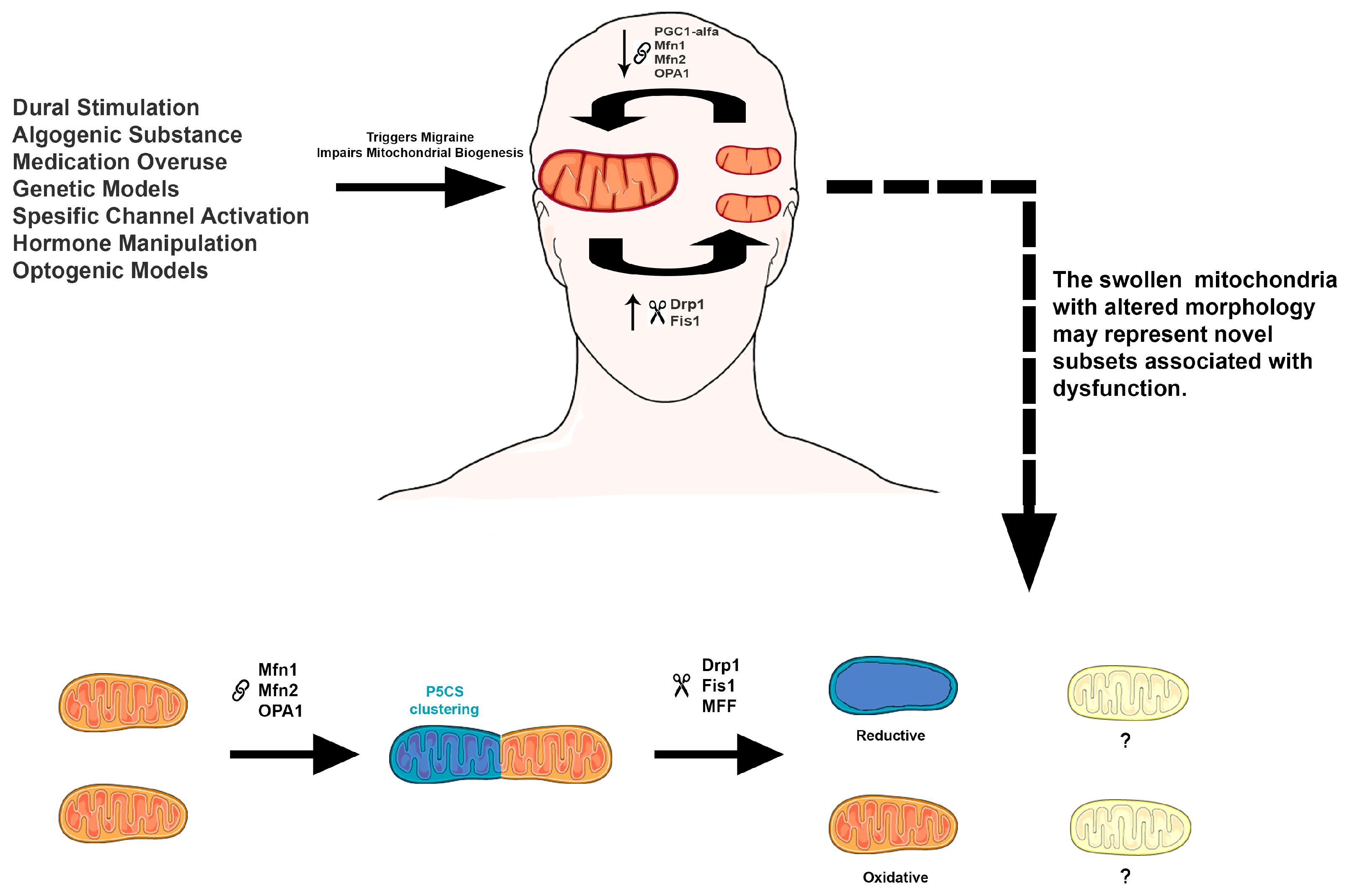 Life 15 01273 g001 Life 15 01273 g001