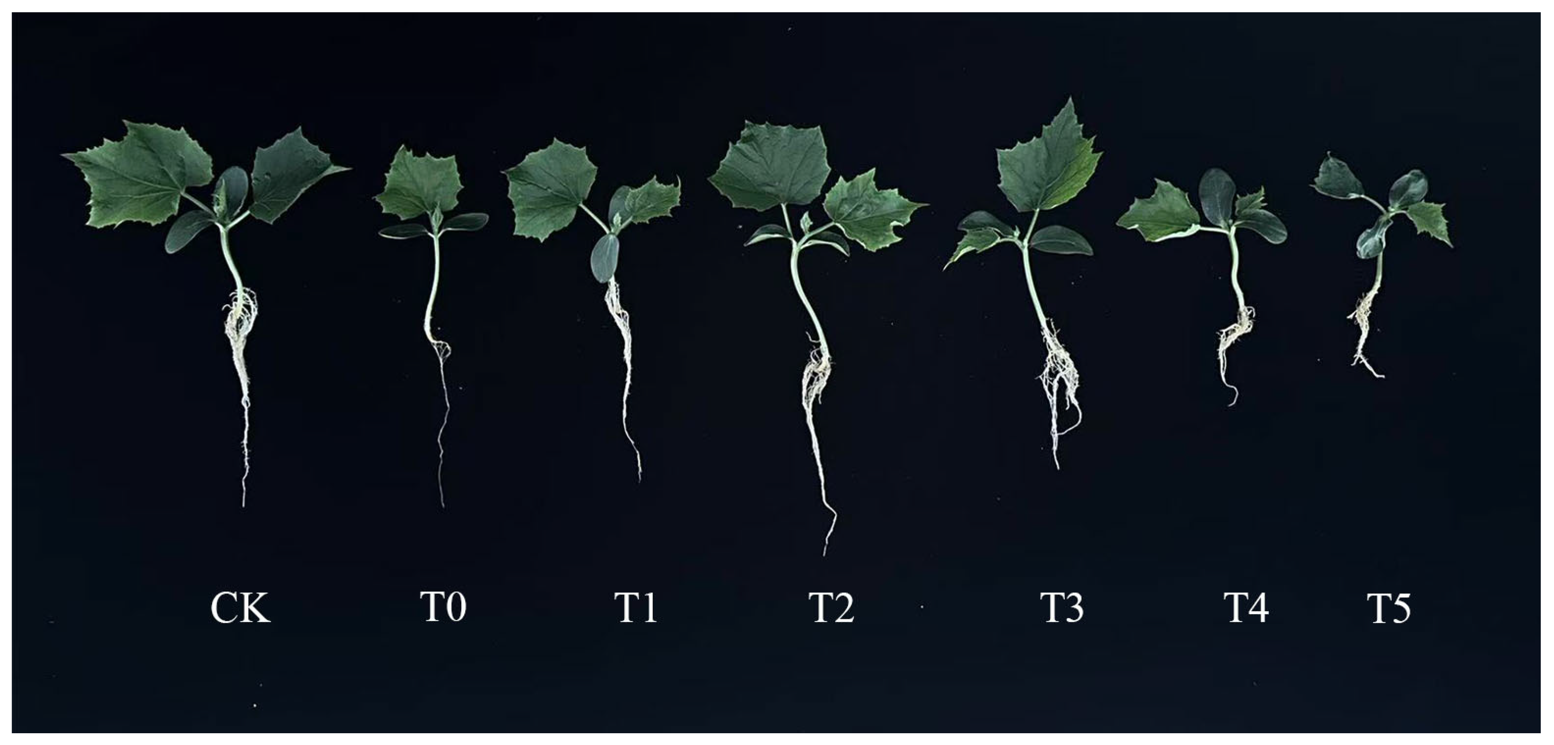 Life 15 01294 g002 Life 15 01294 g002