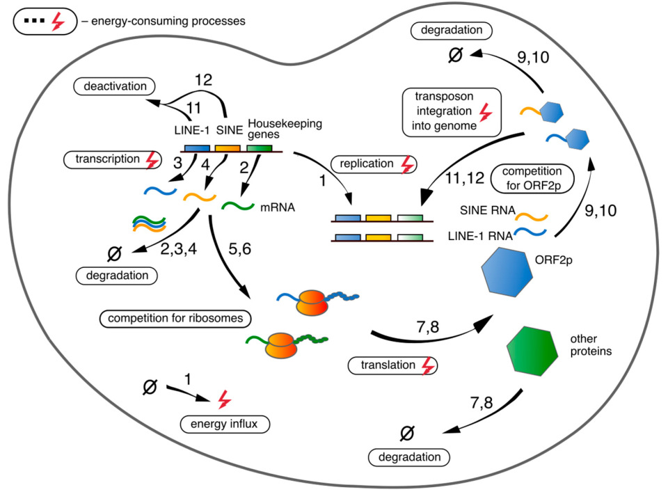 Life 15 01338 g001 Life 15 01338 g001