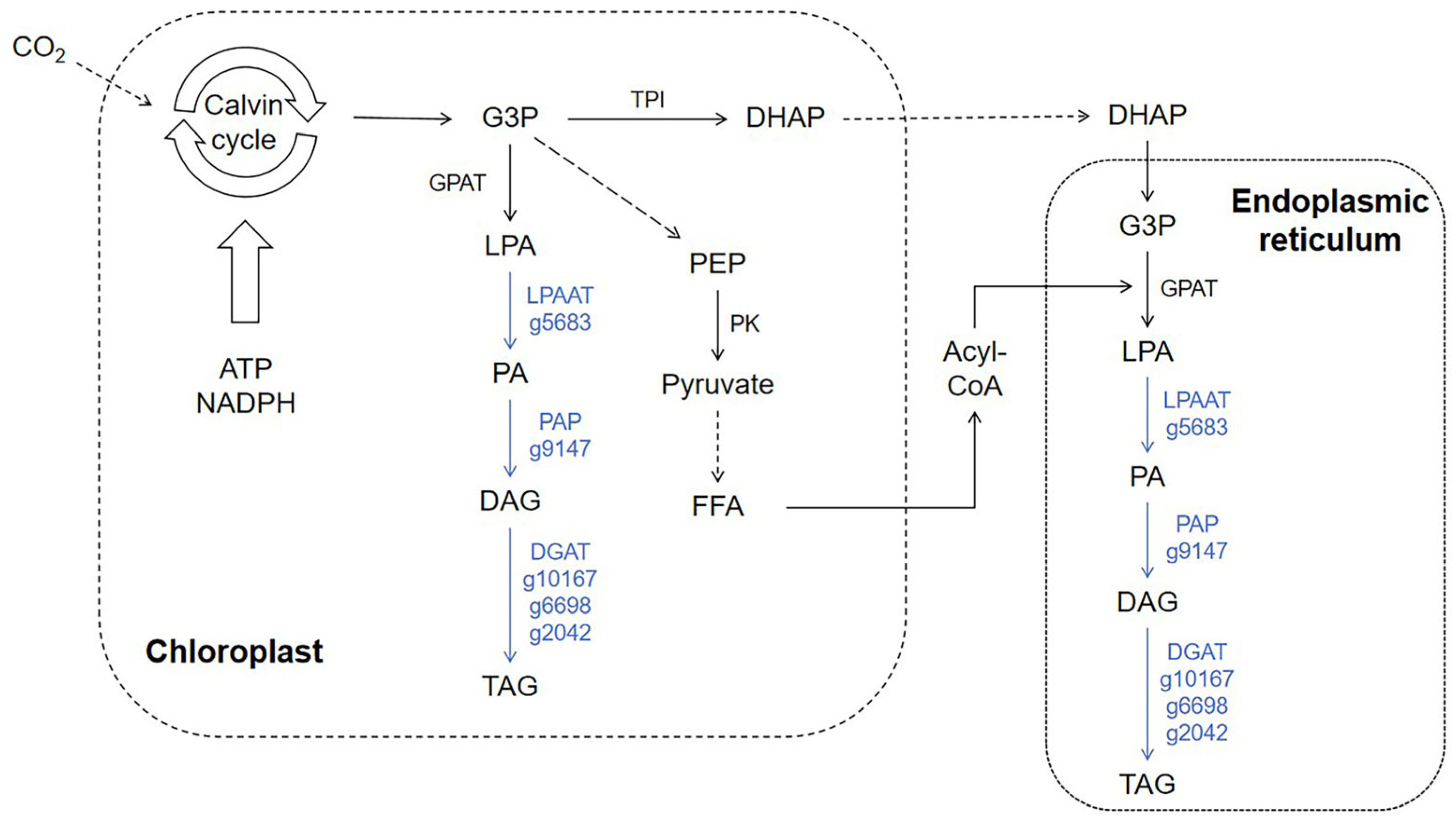 Life 15 01398 g005 Life 15 01398 g005