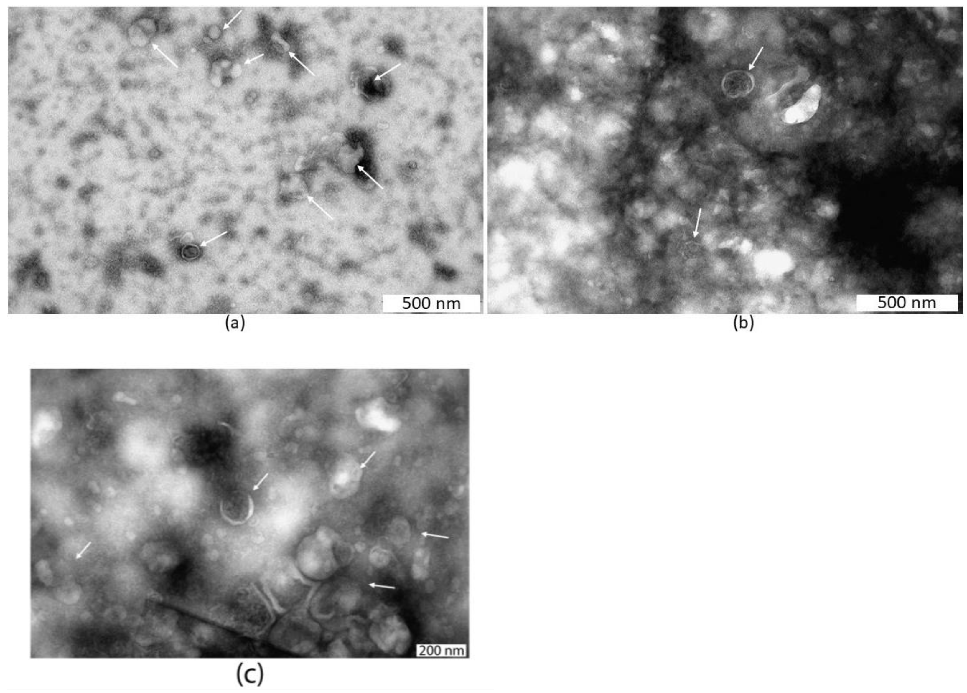 Life 15 01436 g003 Life 15 01436 g003