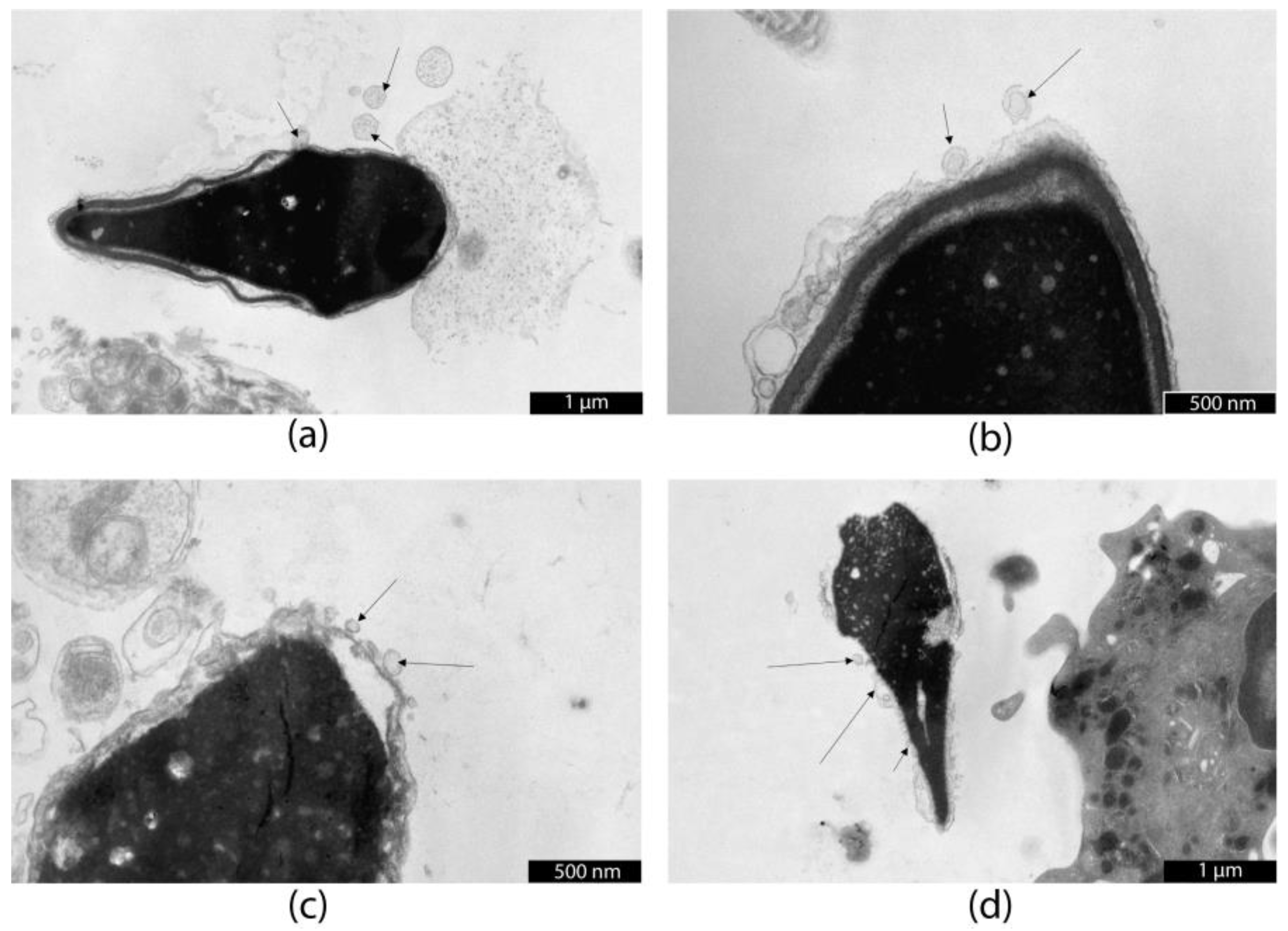 Life 15 01436 g004 Life 15 01436 g004