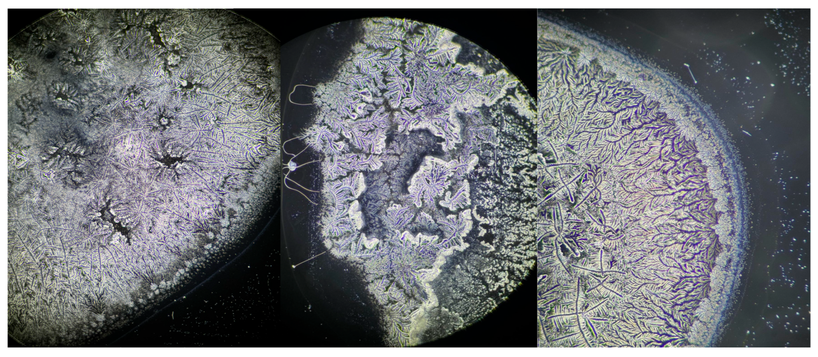 Life 15 01464 g003 Life 15 01464 g003