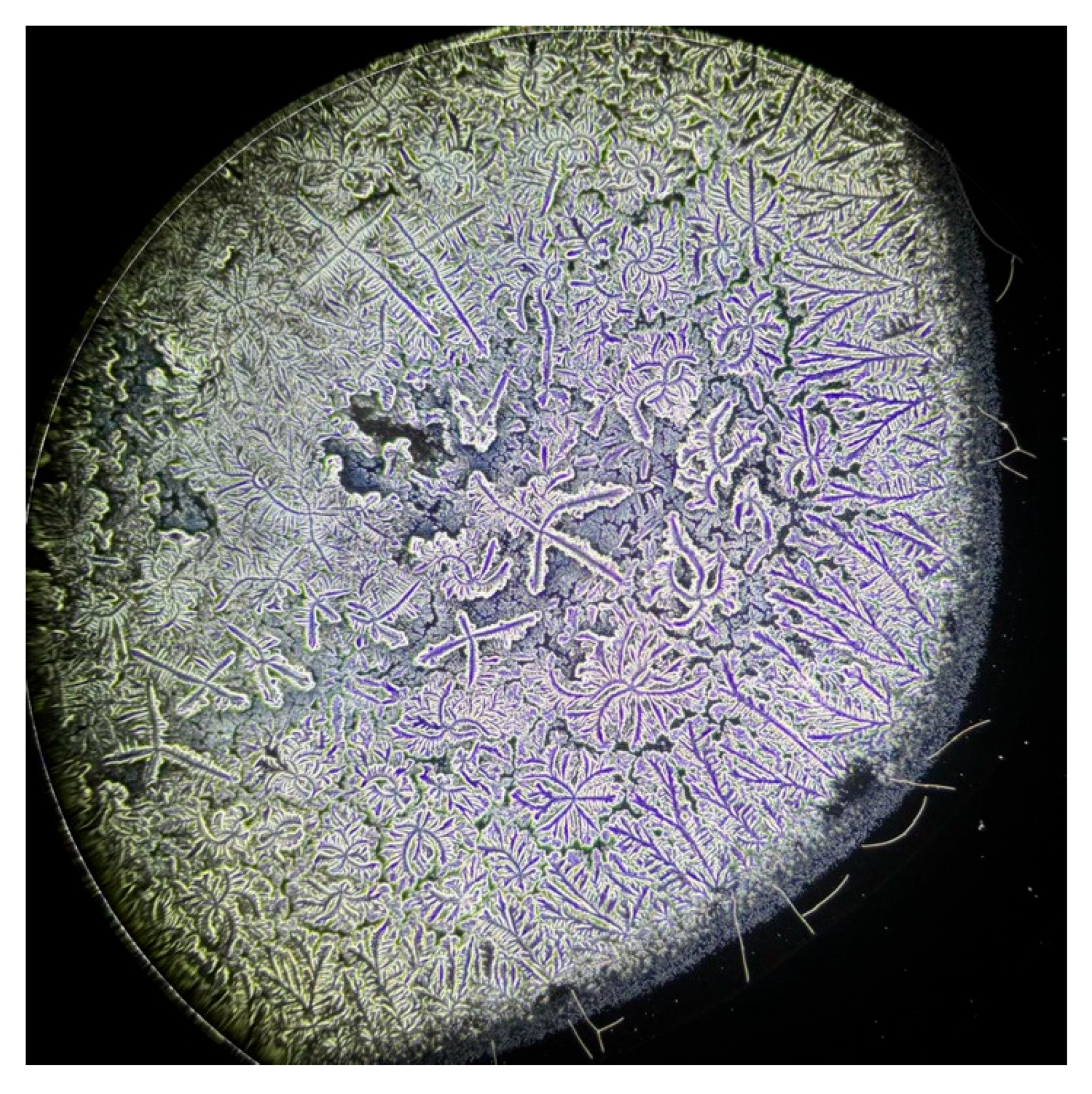 Life 15 01464 g004 Life 15 01464 g004