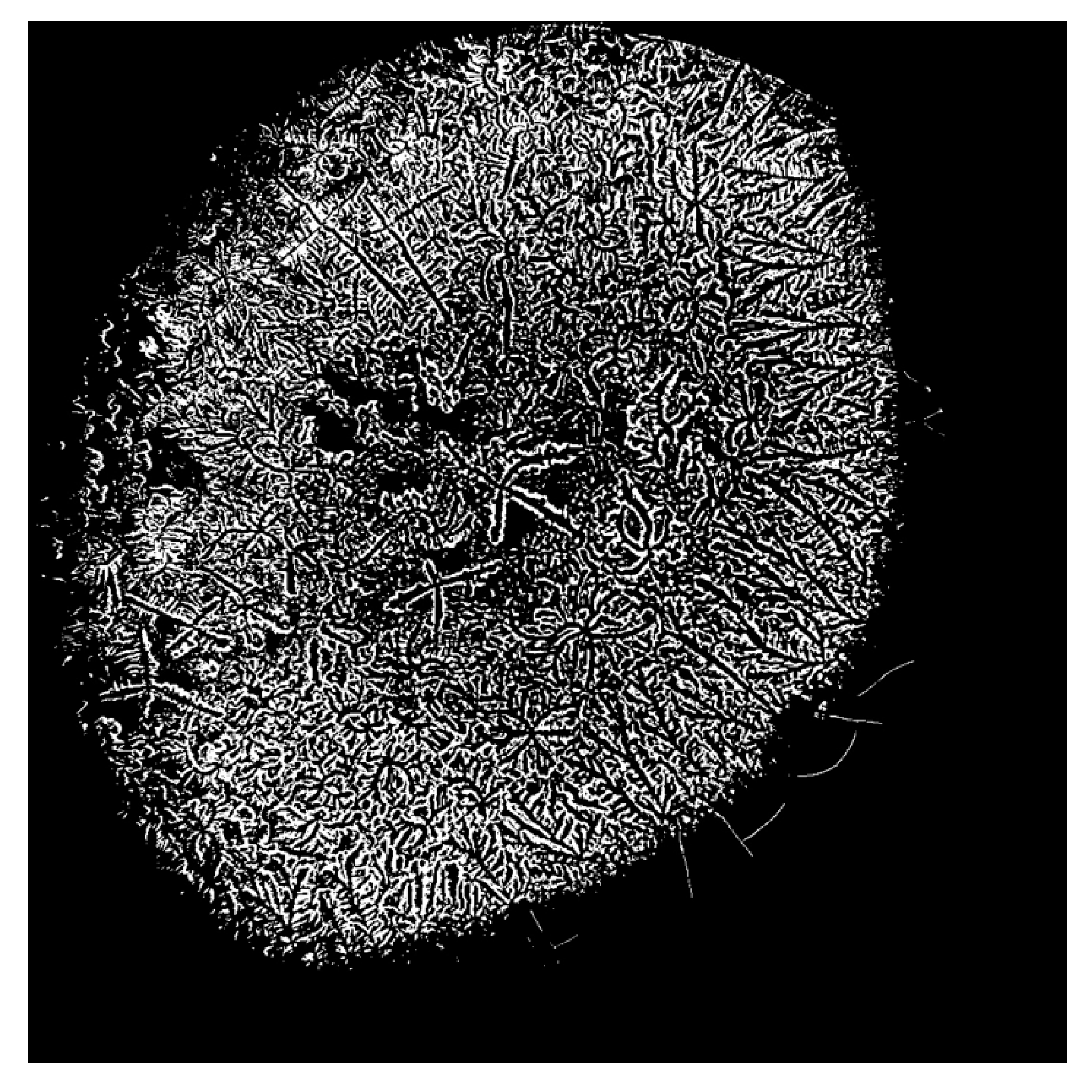 Life 15 01464 g006 Life 15 01464 g006