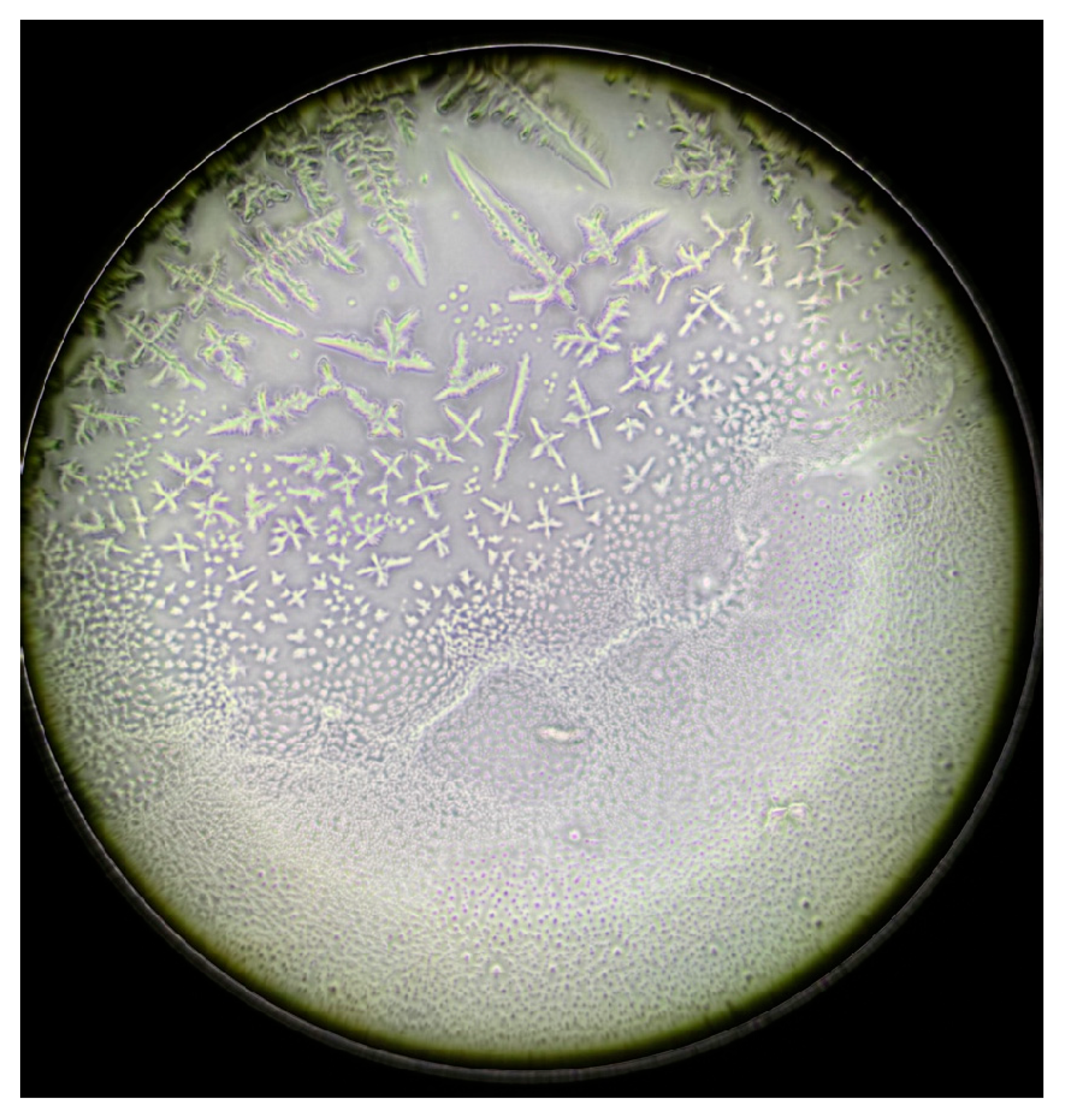 Life 15 01464 g009 Life 15 01464 g009