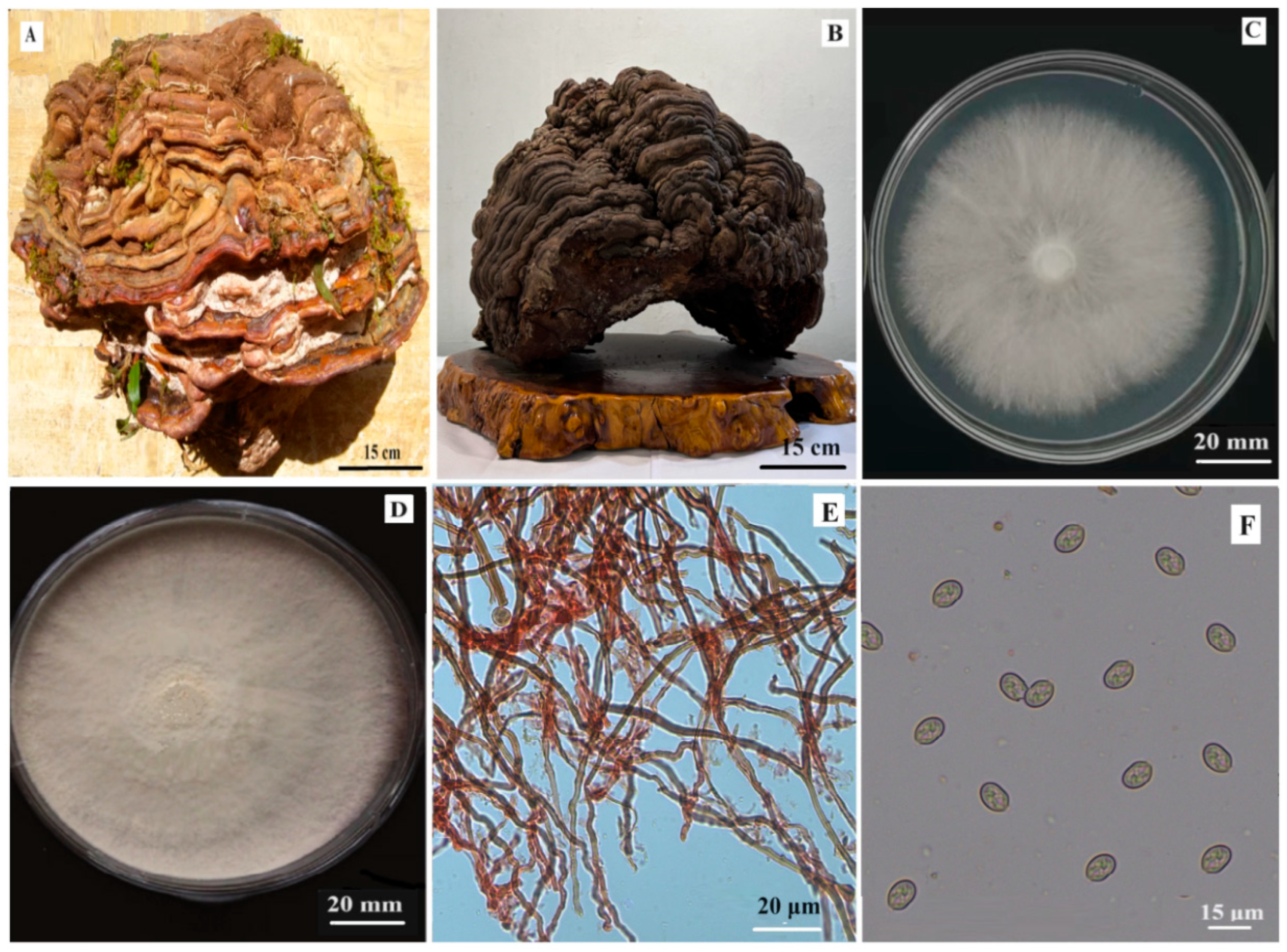 Life 15 01475 g001 Life 15 01475 g001