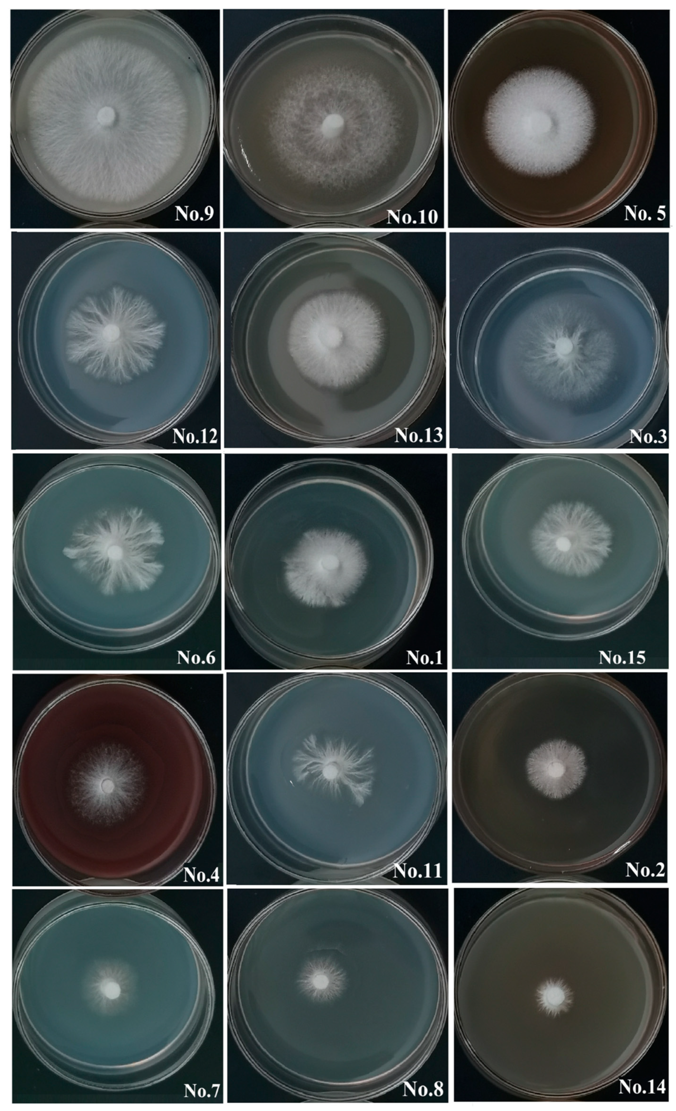 Life 15 01475 g003 Life 15 01475 g003