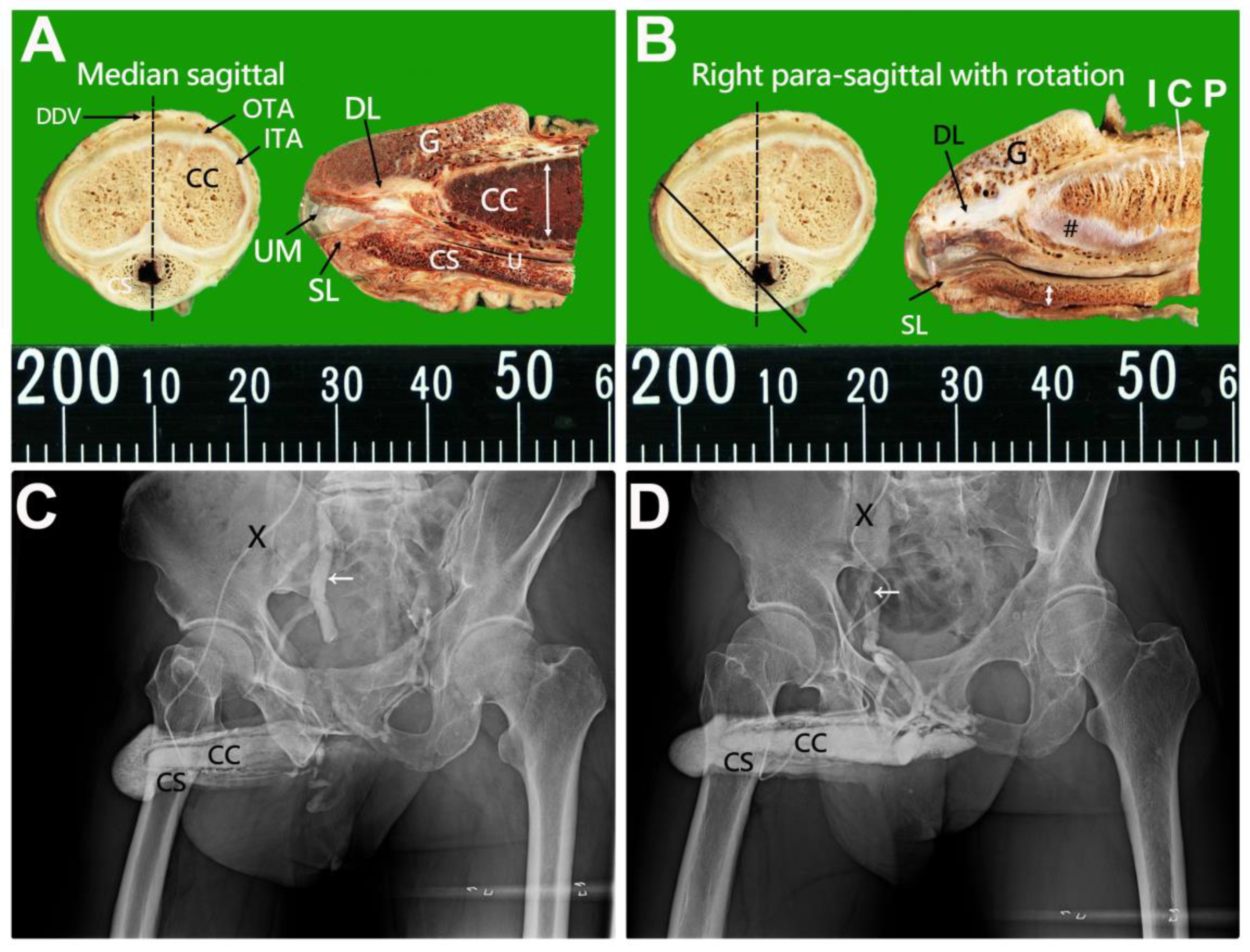 Life 15 01492 g001 Life 15 01492 g001