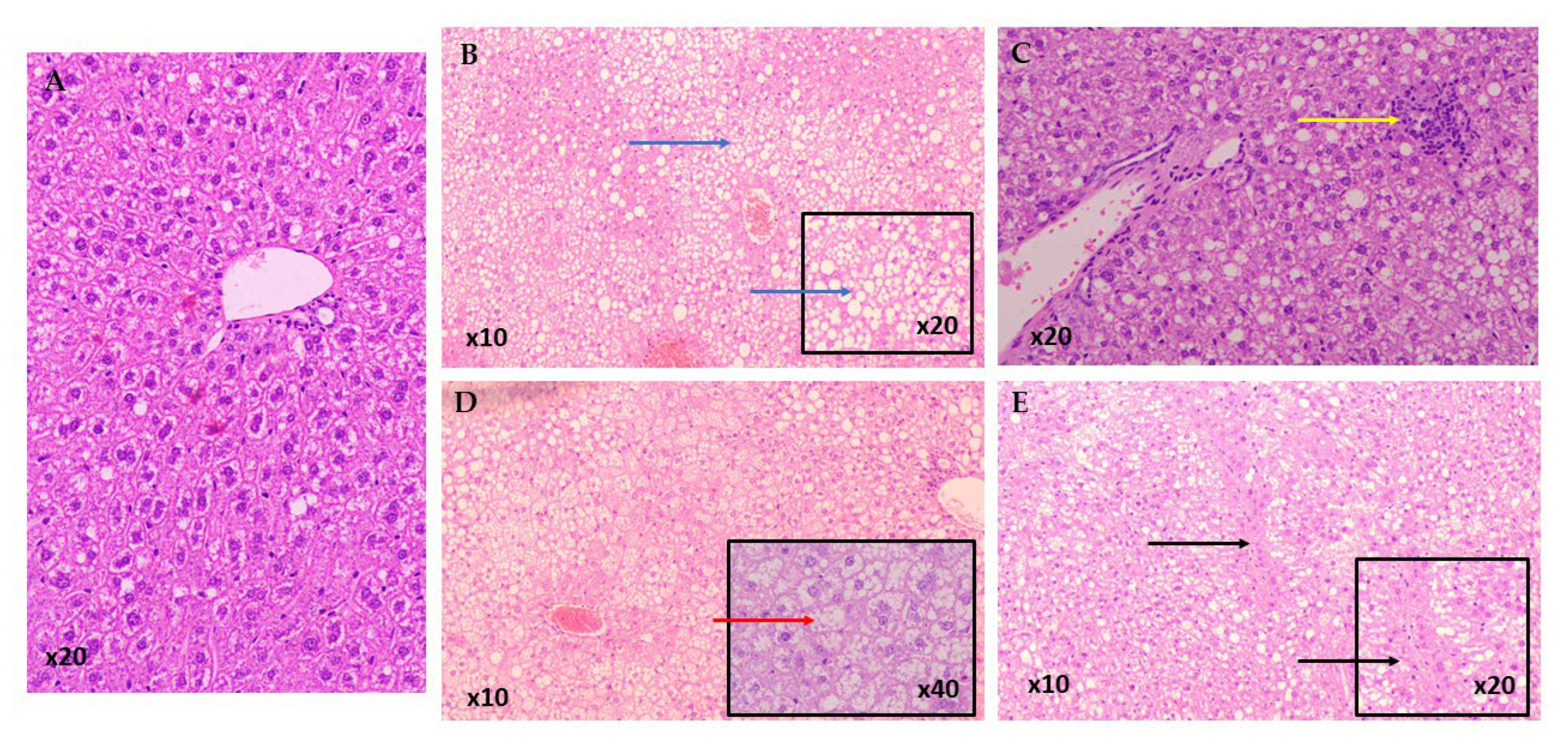 Life 15 01523 g003 Life 15 01523 g003