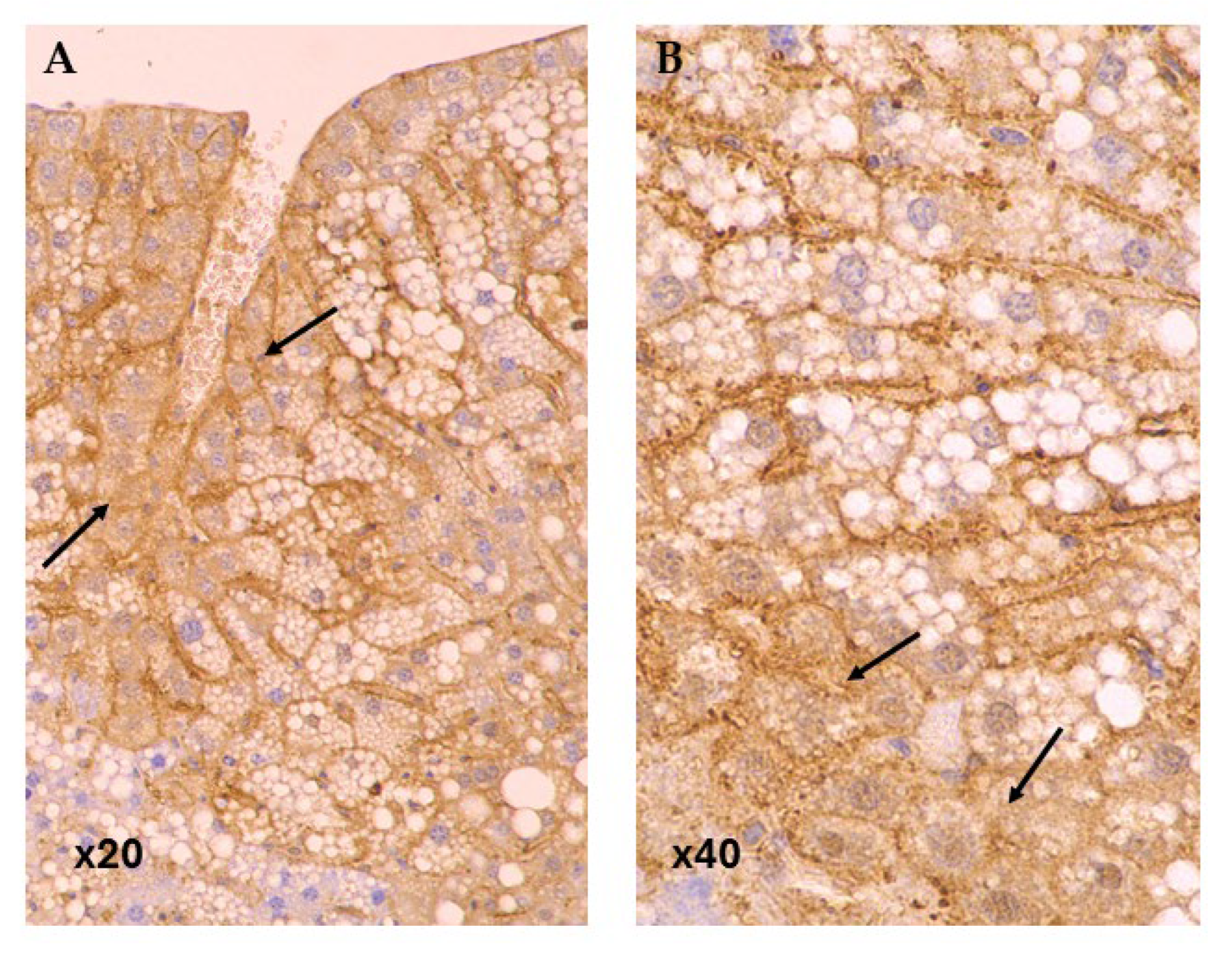 Life 15 01523 g004 Life 15 01523 g004