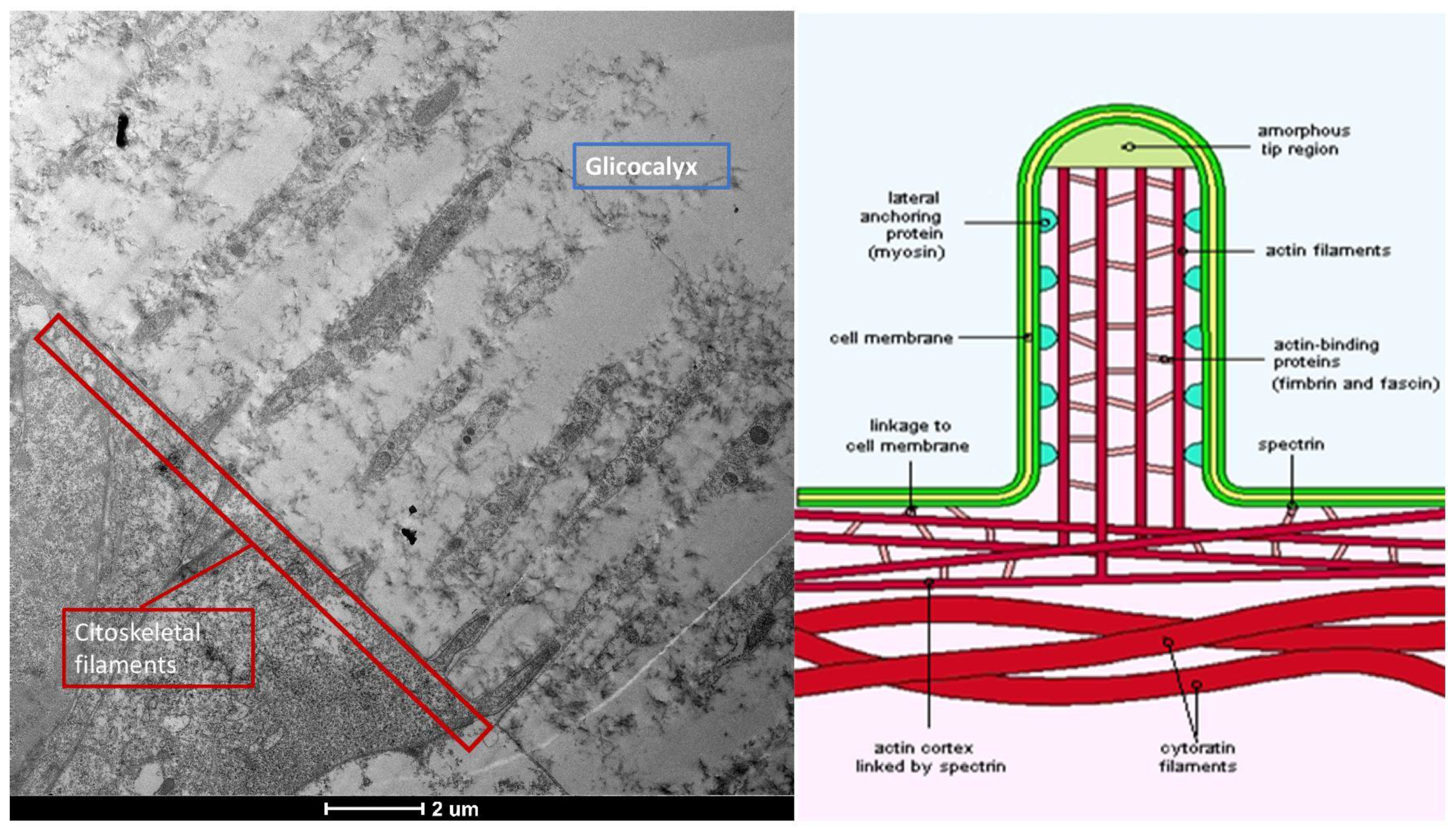 Life 15 01611 g001 Life 15 01611 g001