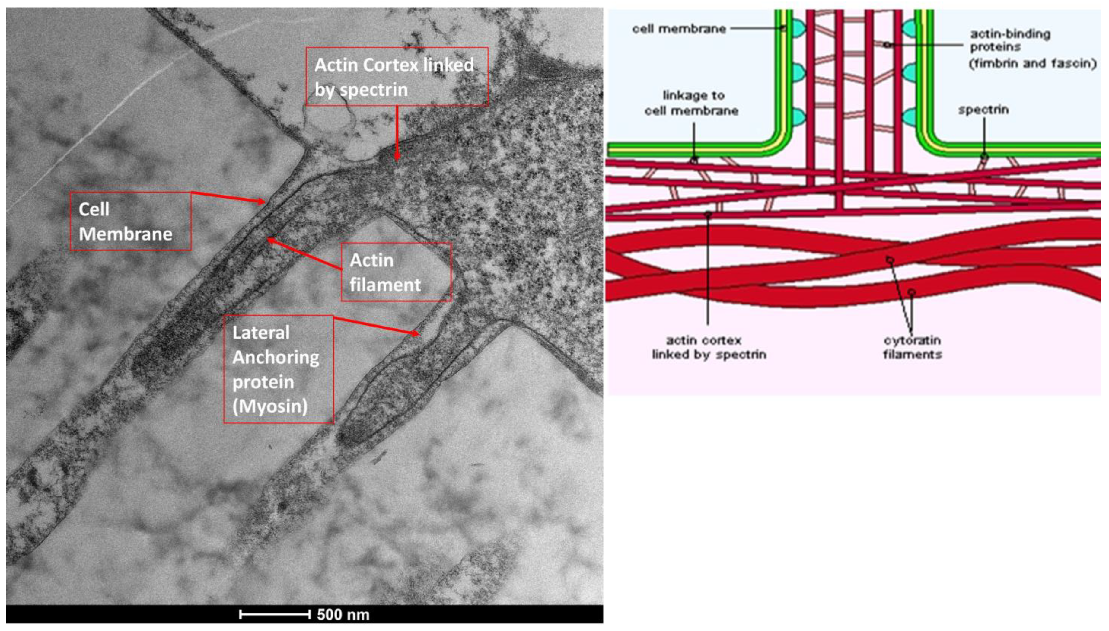 Life 15 01611 g002 Life 15 01611 g002