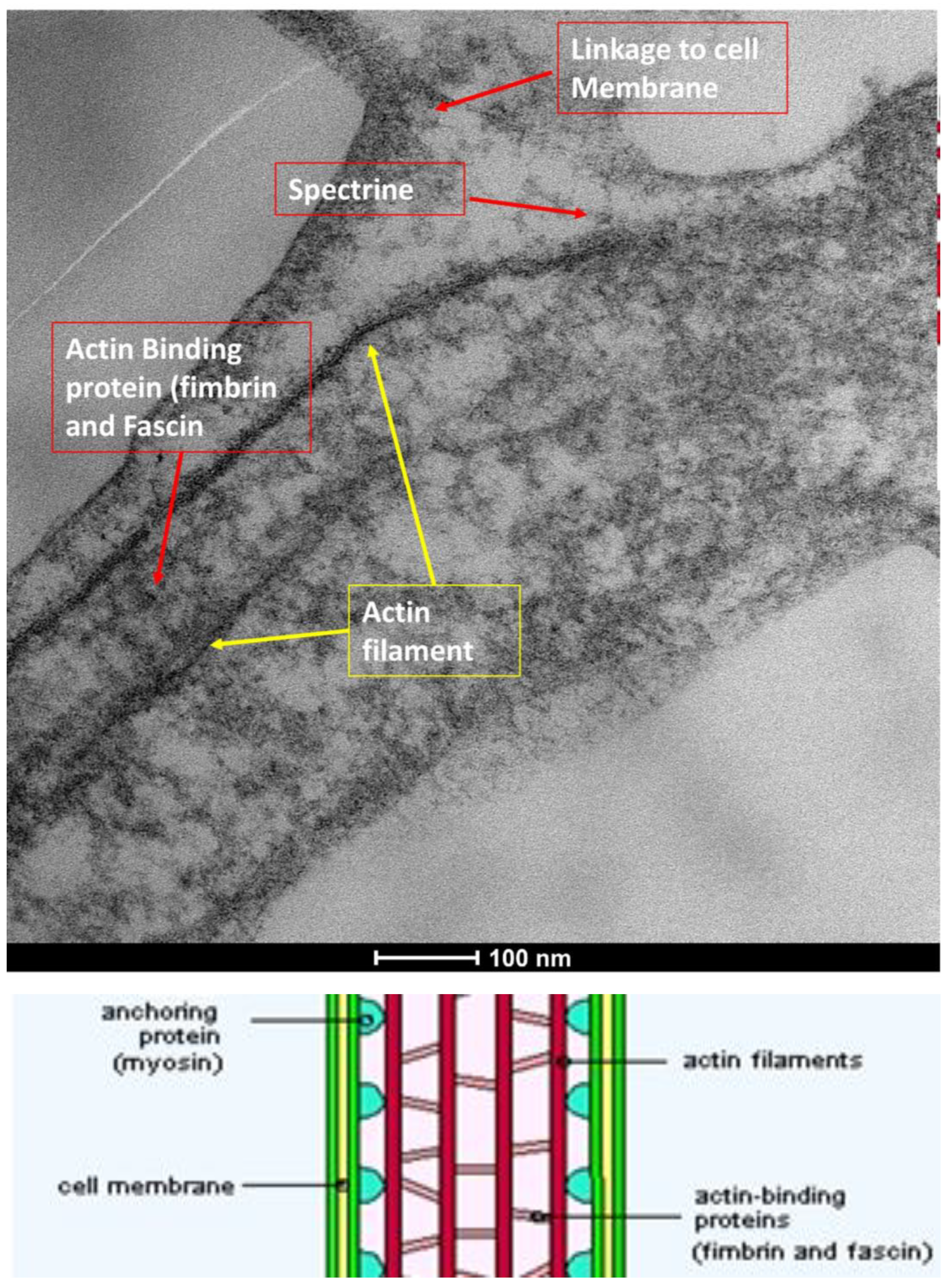 Life 15 01611 g003 Life 15 01611 g003