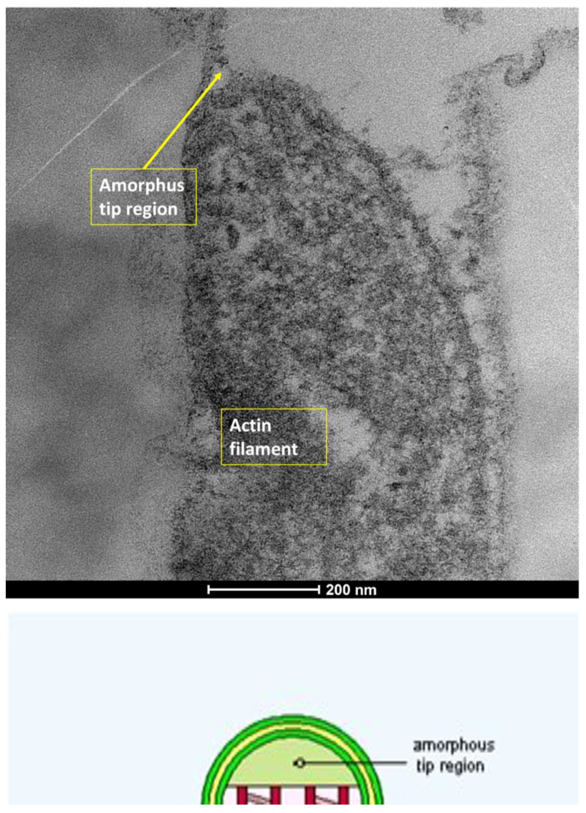 Life 15 01611 g004 Life 15 01611 g004