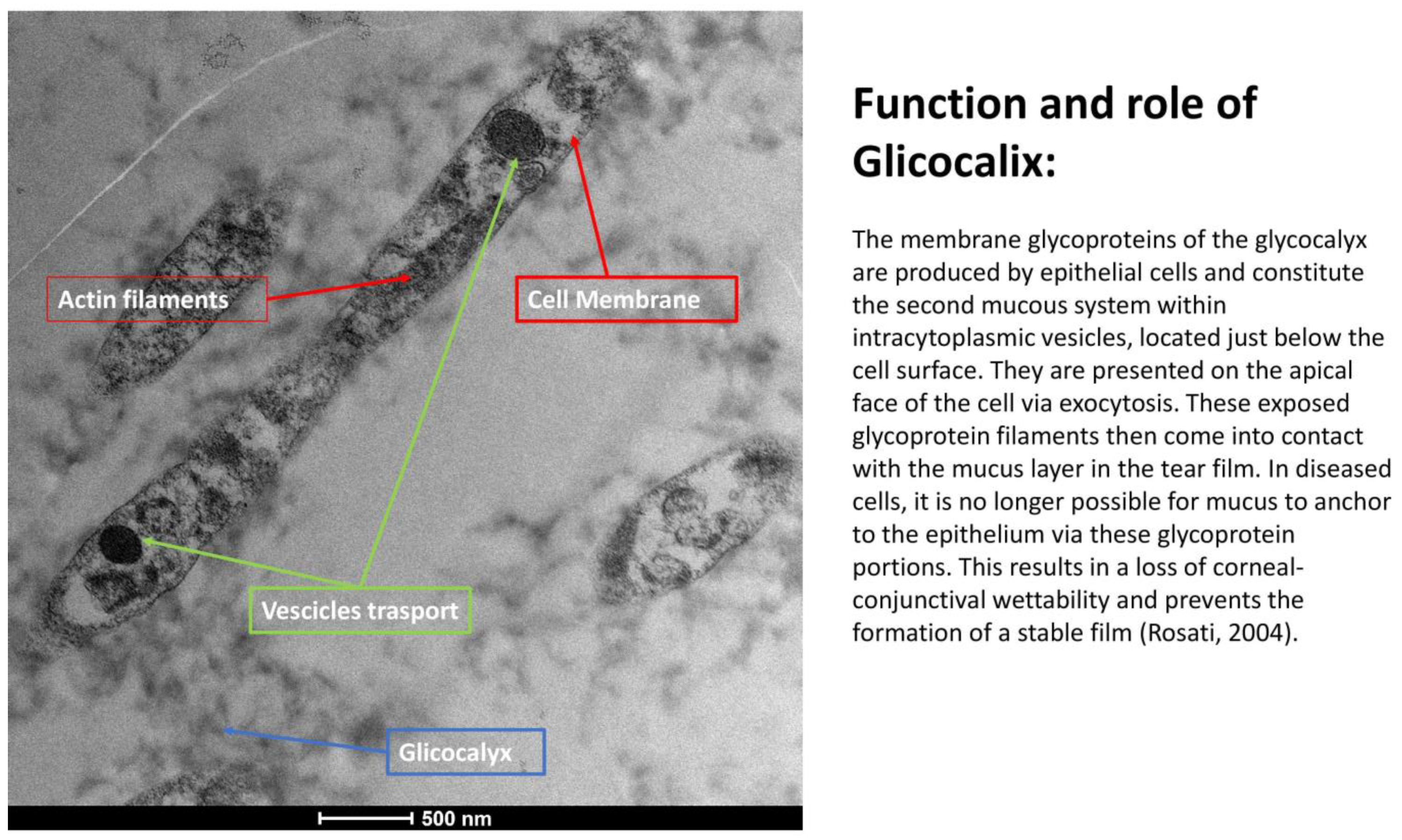 Life 15 01611 g005 Life 15 01611 g005
