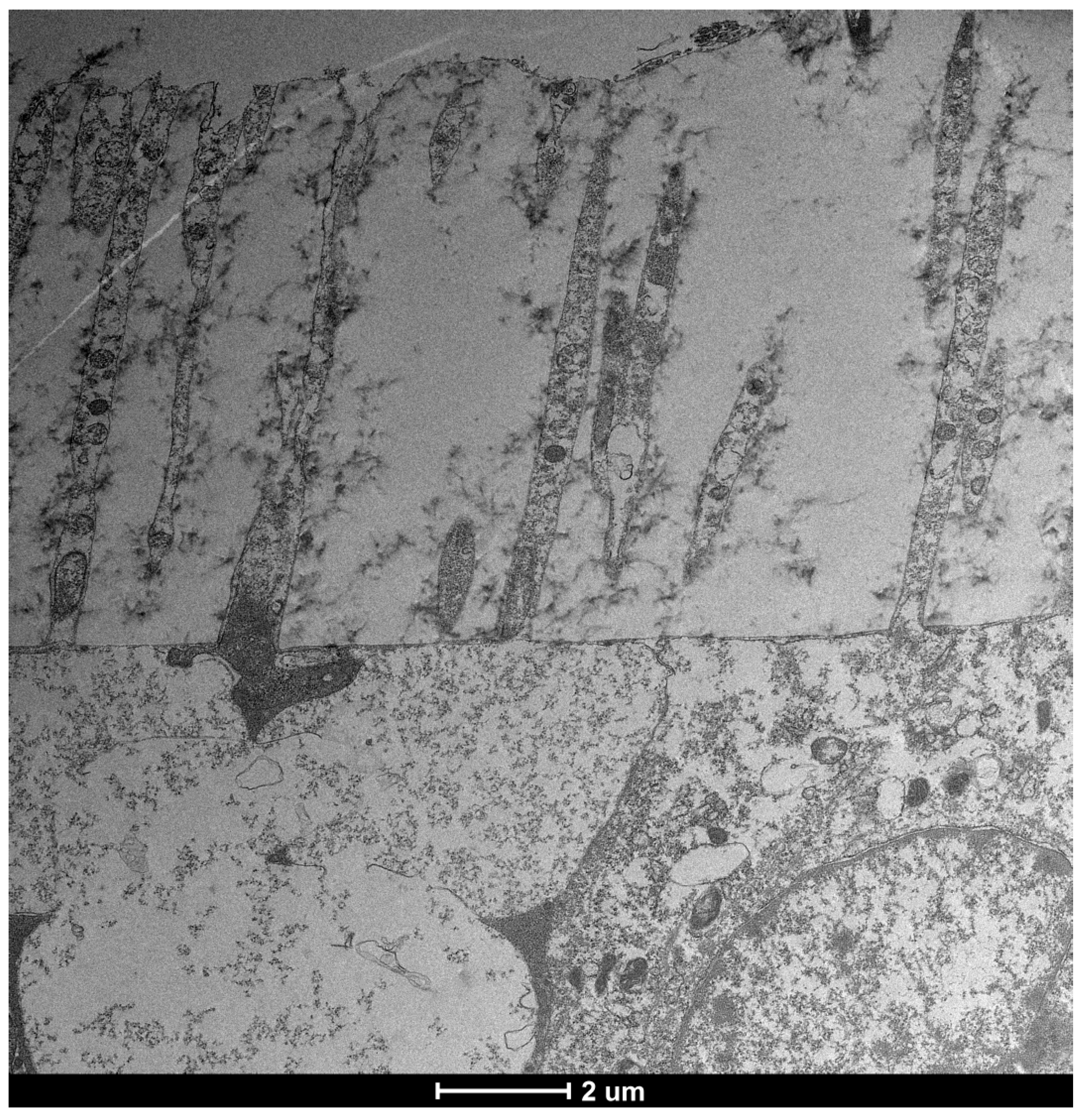 Life 15 01611 g006 Life 15 01611 g006