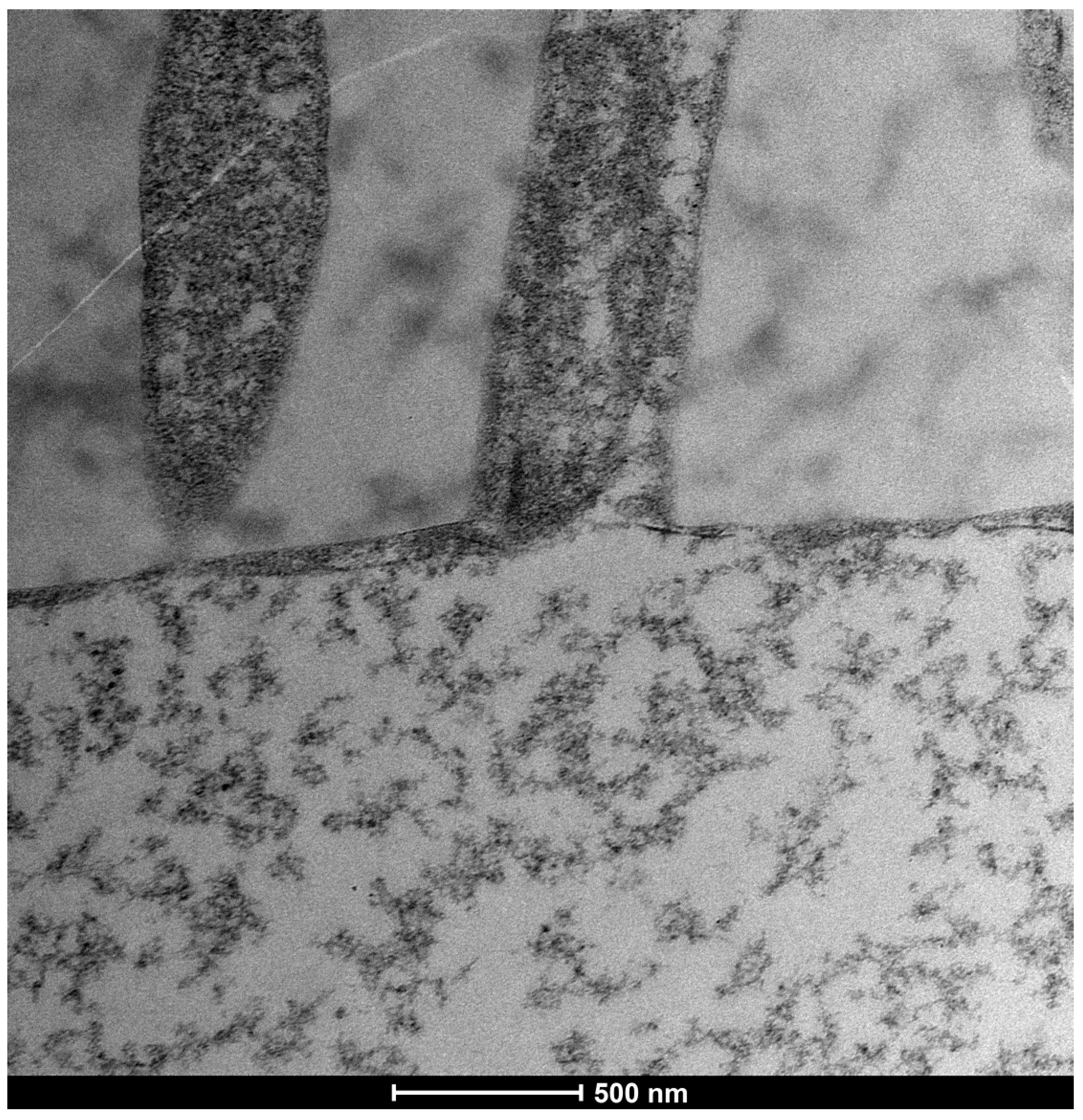 Life 15 01611 g008 Life 15 01611 g008