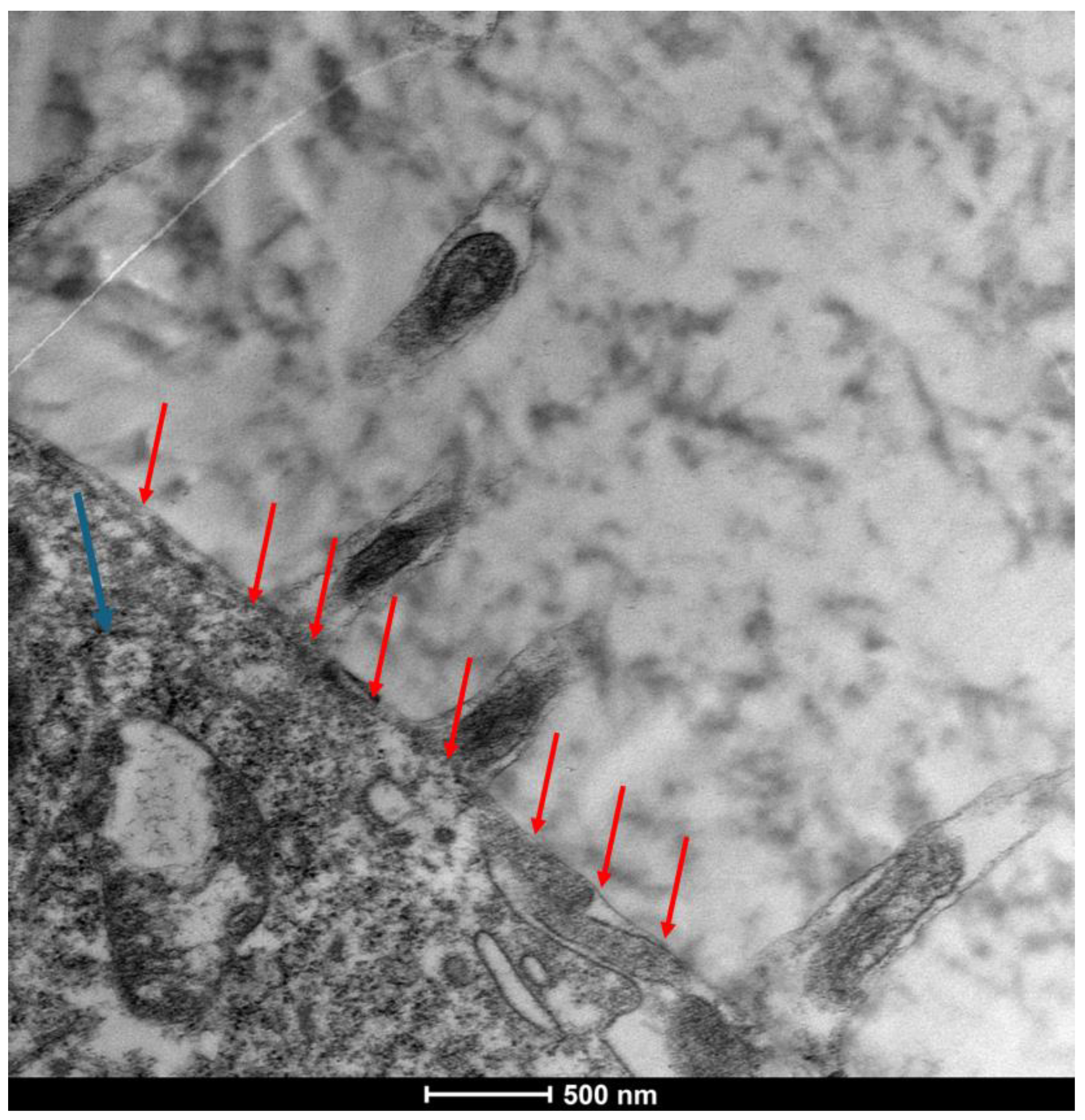 Life 15 01611 g009 Life 15 01611 g009