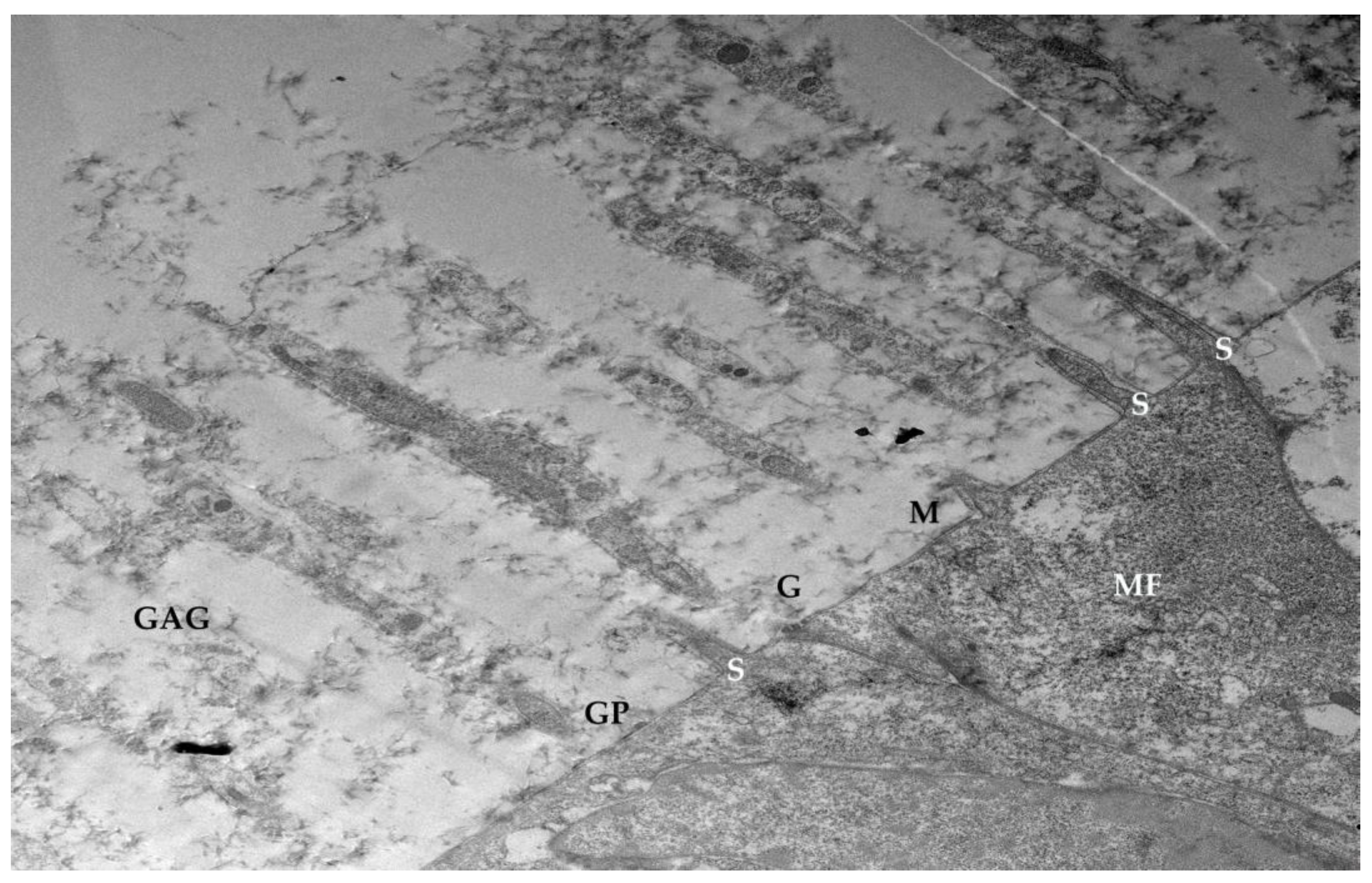 Life 15 01611 g010 Life 15 01611 g010