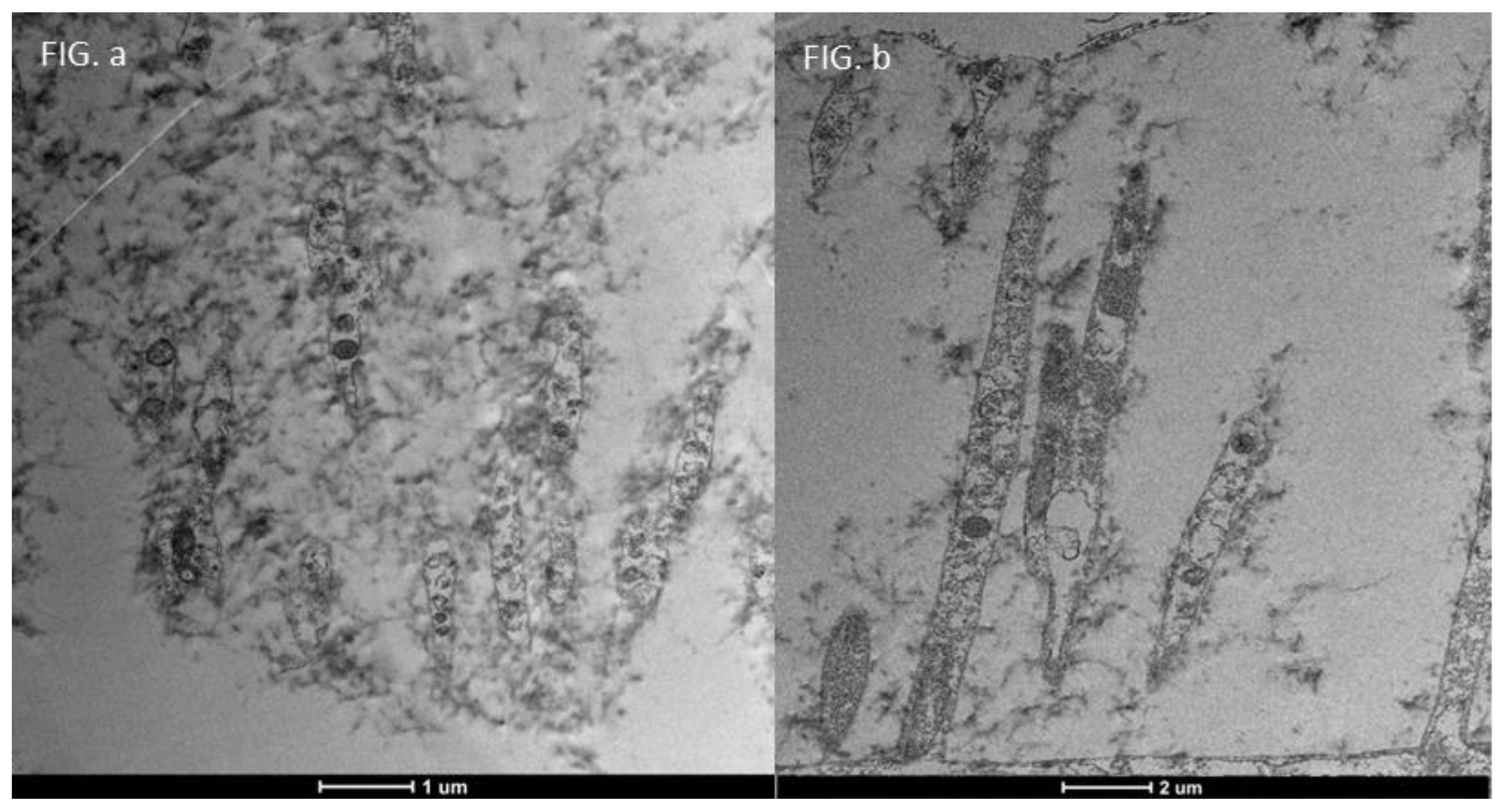 Life 15 01611 g011 Life 15 01611 g011