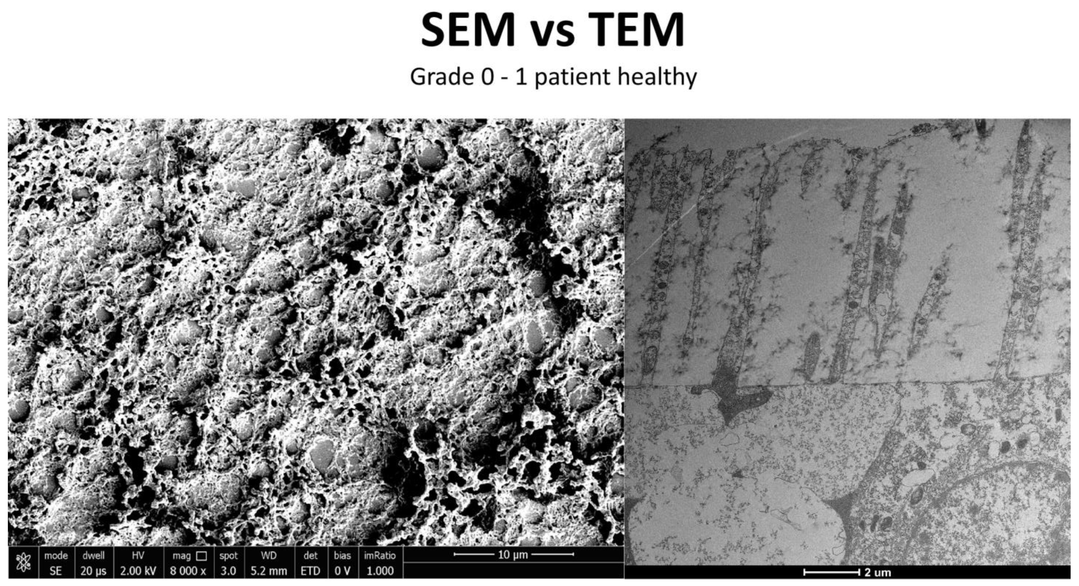 Life 15 01611 g012 Life 15 01611 g012