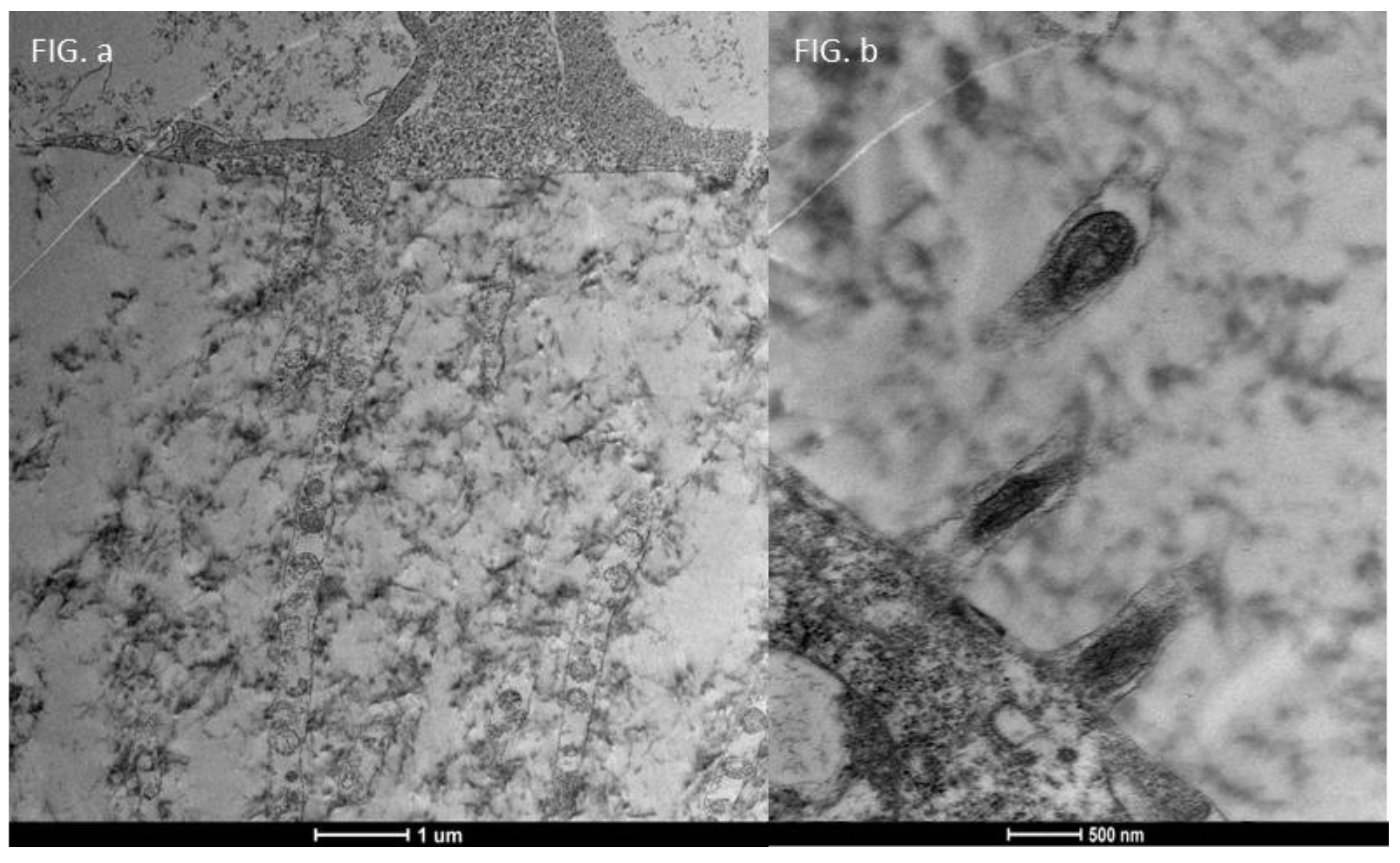 Life 15 01611 g015 Life 15 01611 g015