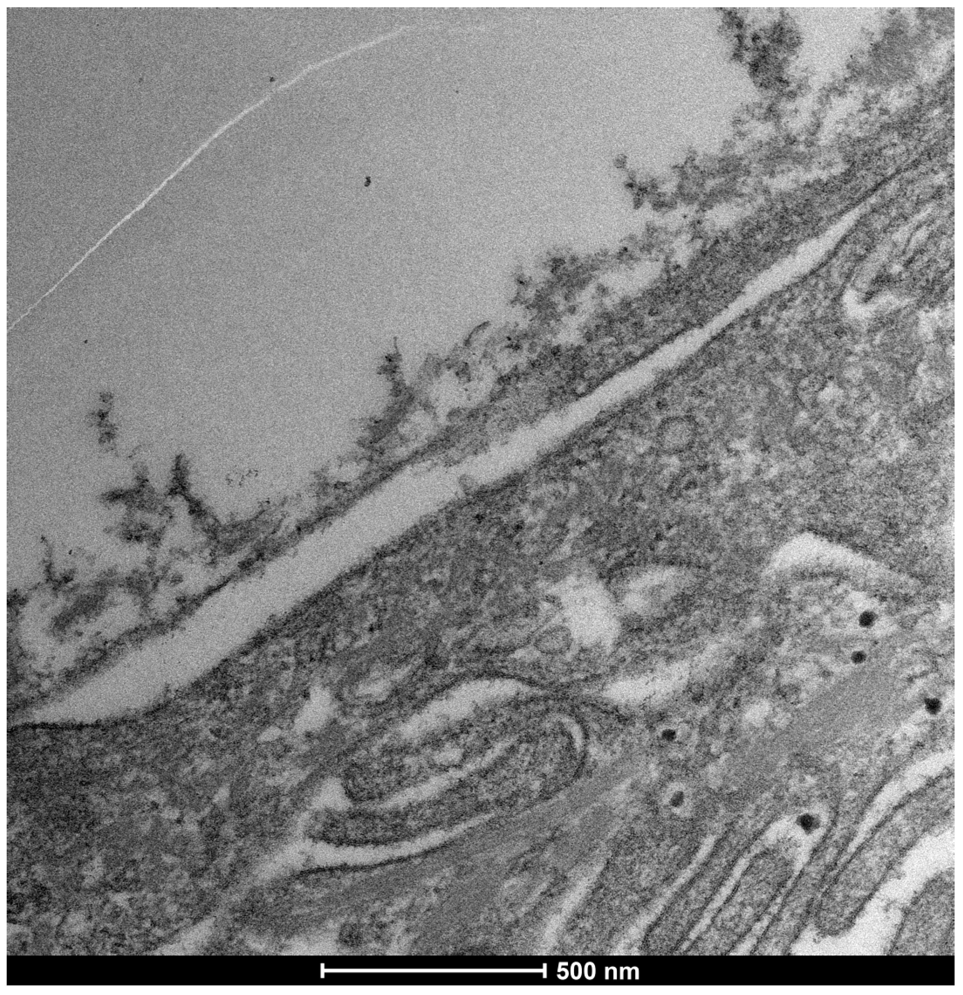 Life 15 01611 g018 Life 15 01611 g018