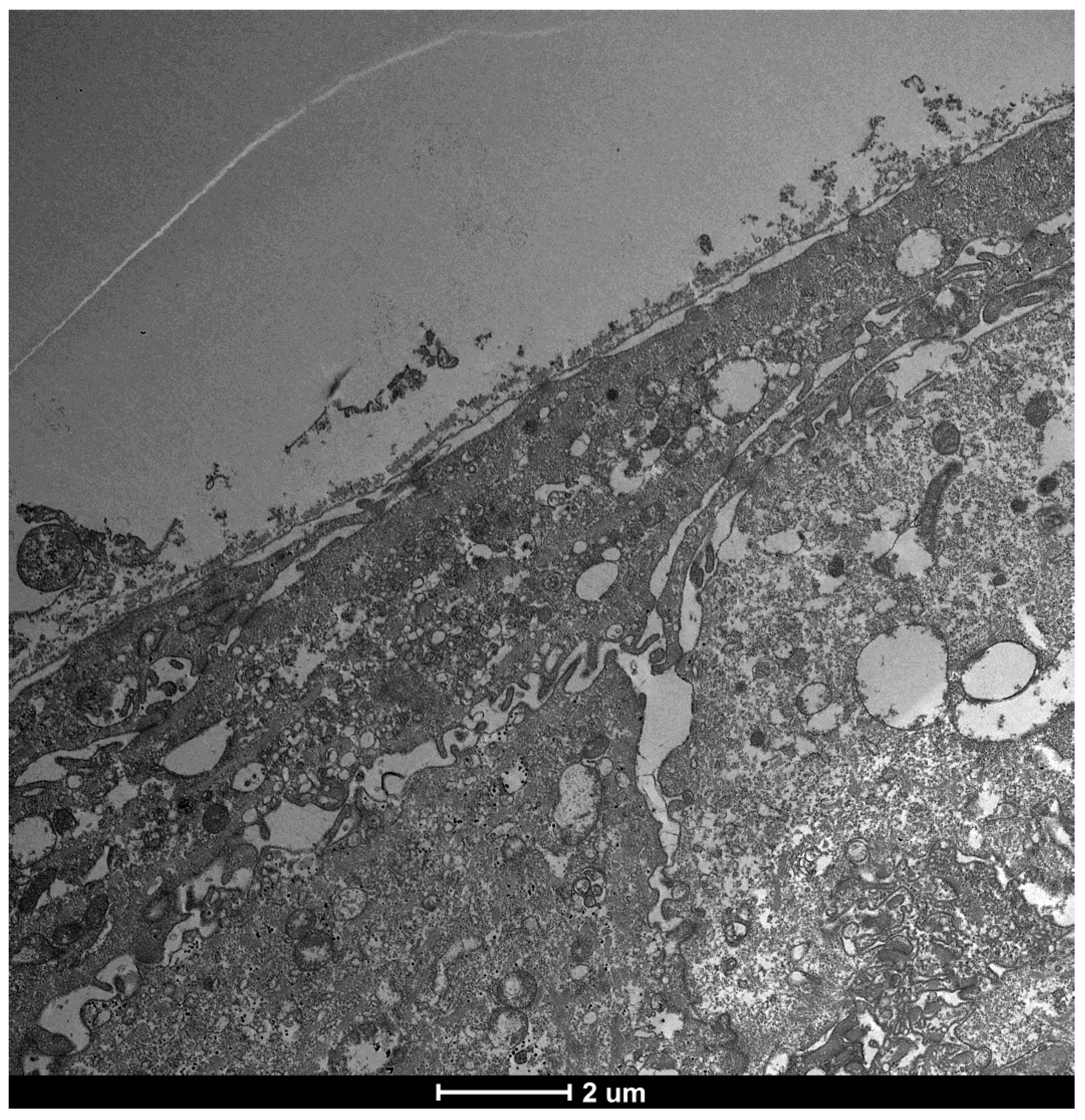 Life 15 01611 g019 Life 15 01611 g019